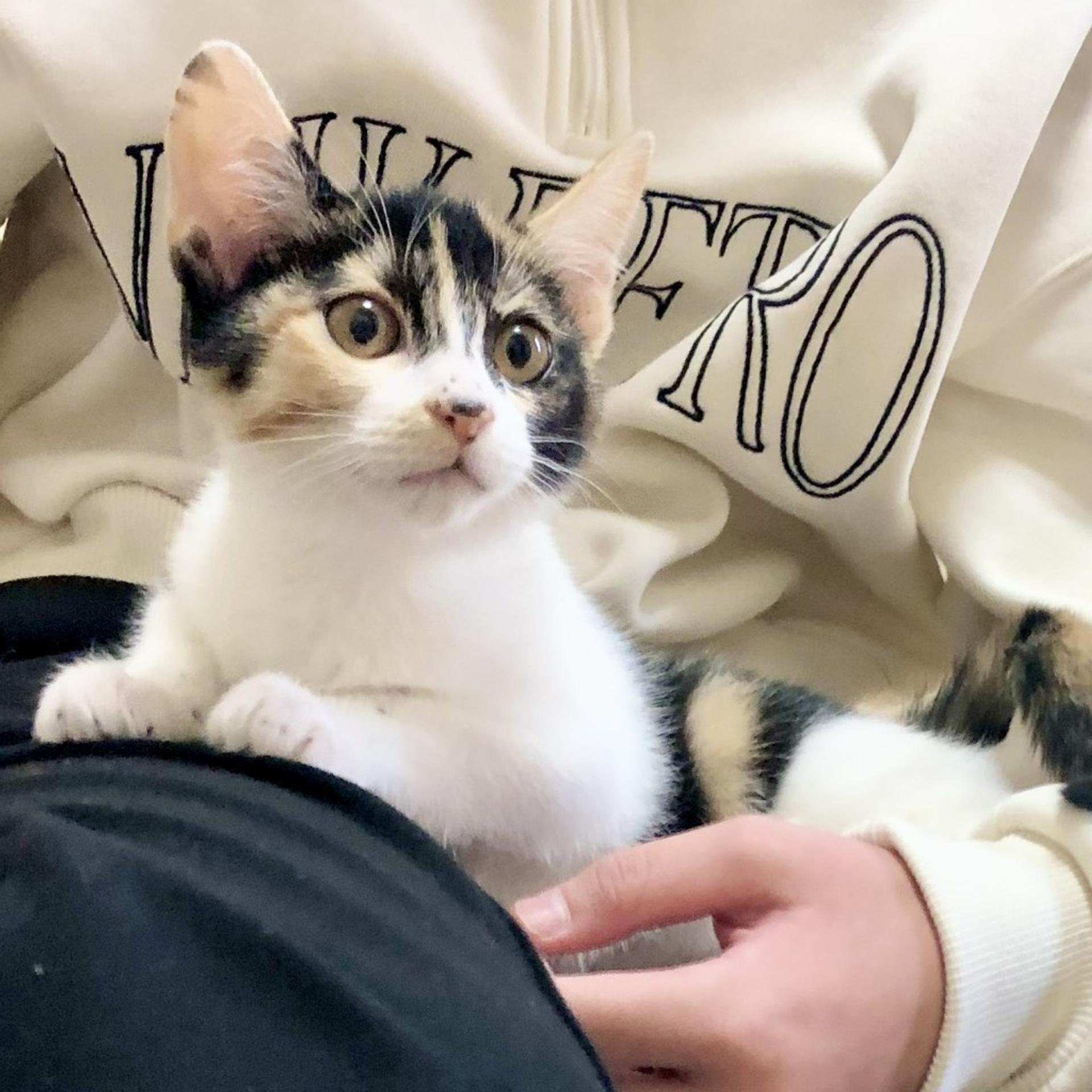pet-image-8