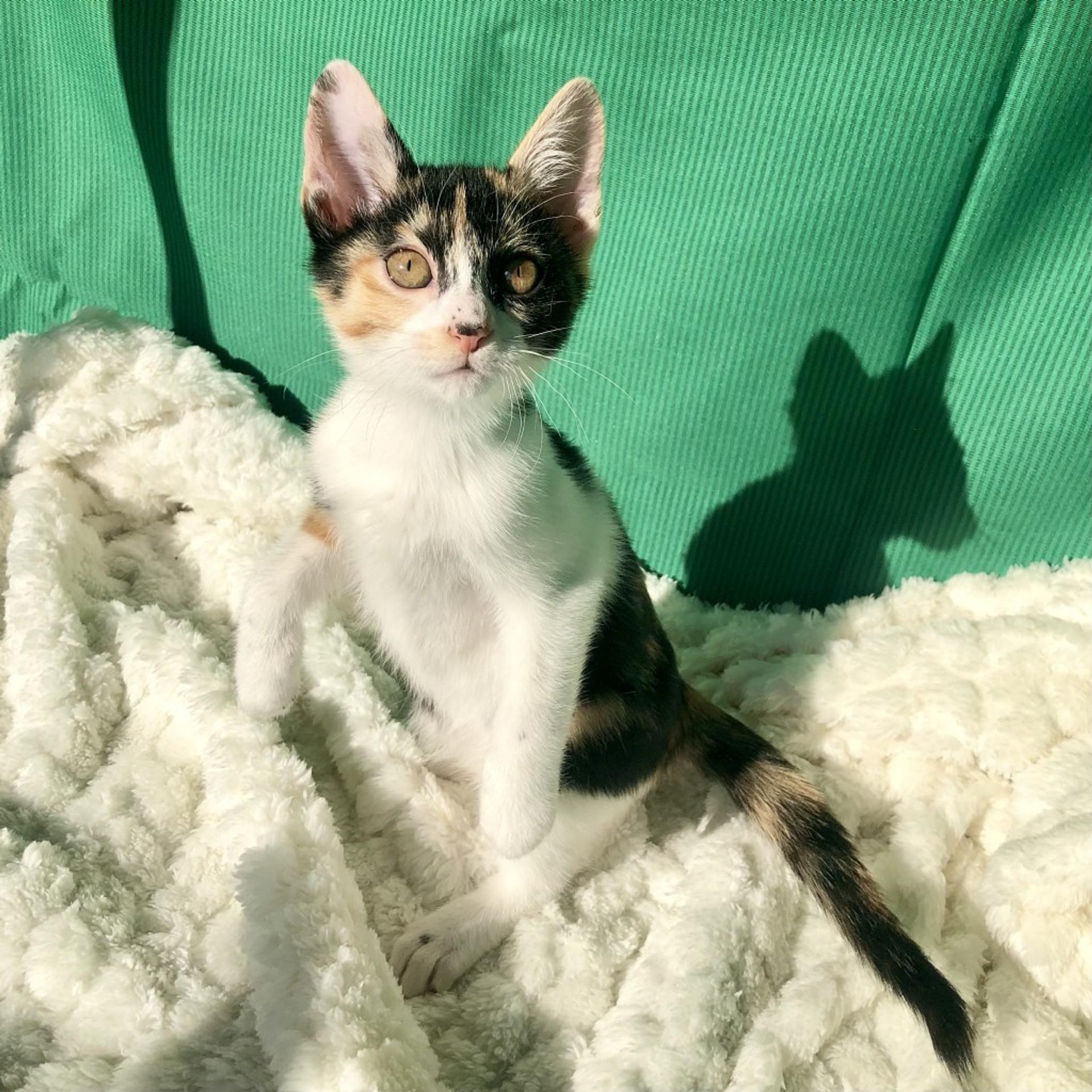 pet-image-7