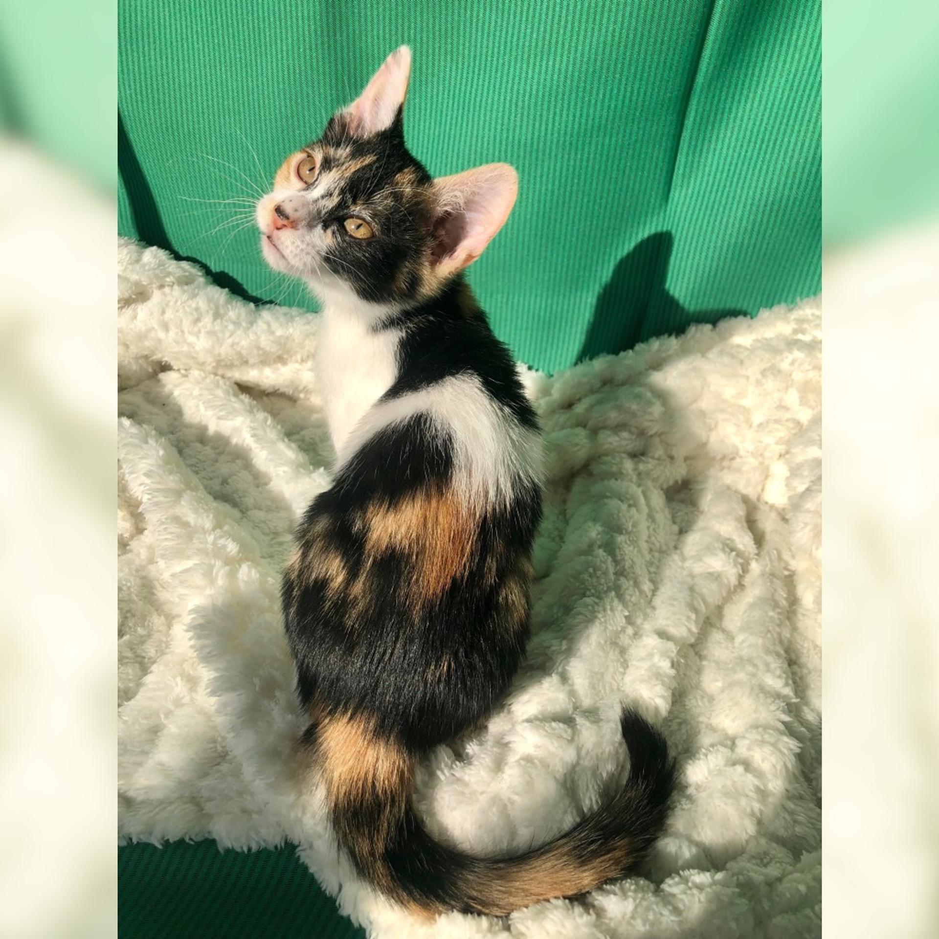 pet-image-3