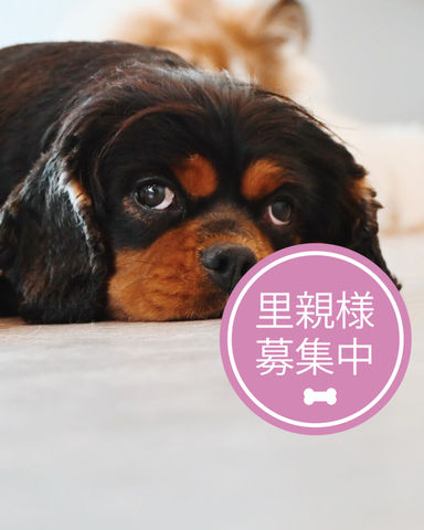 ワン