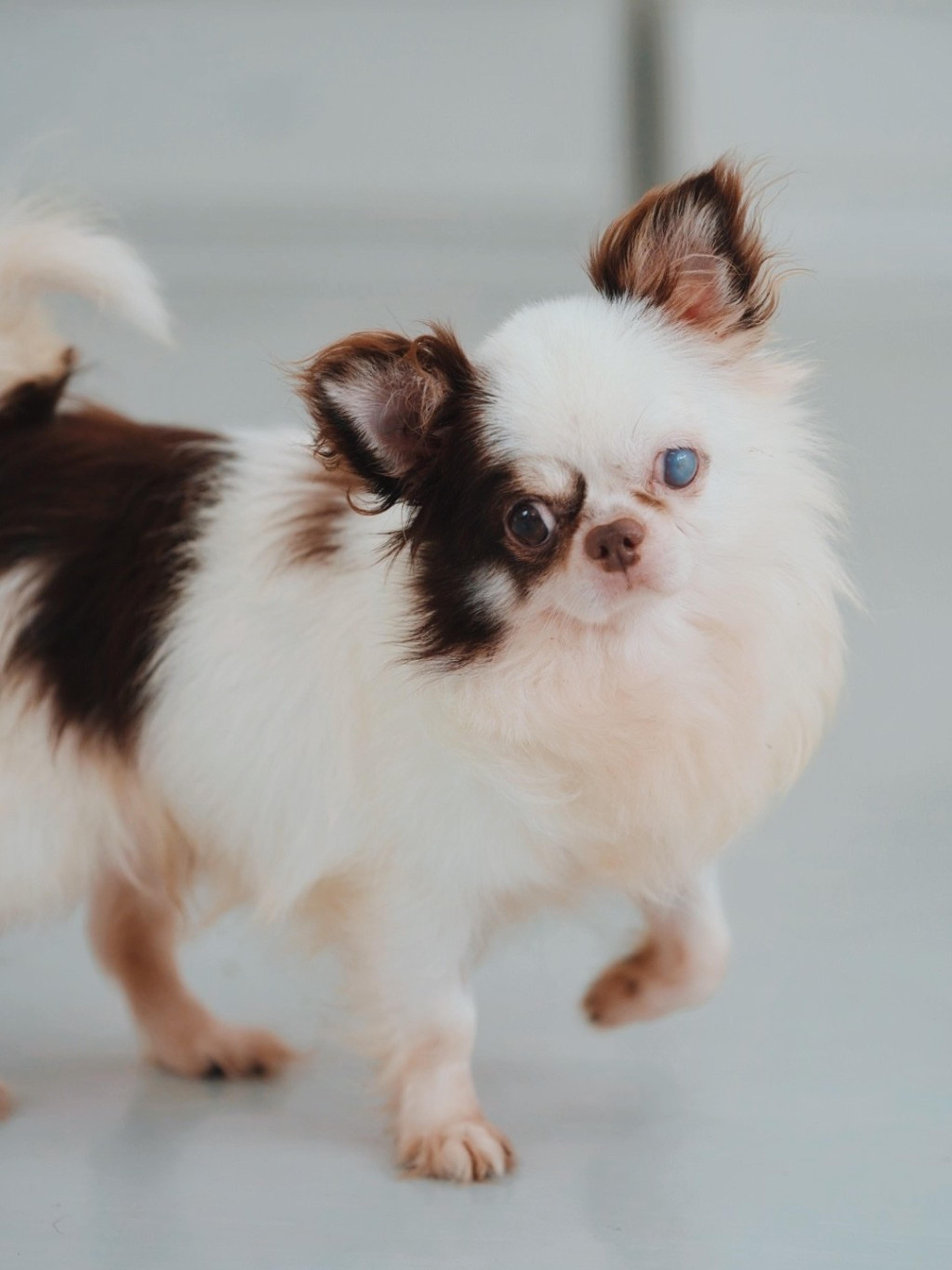 pet-image-2
