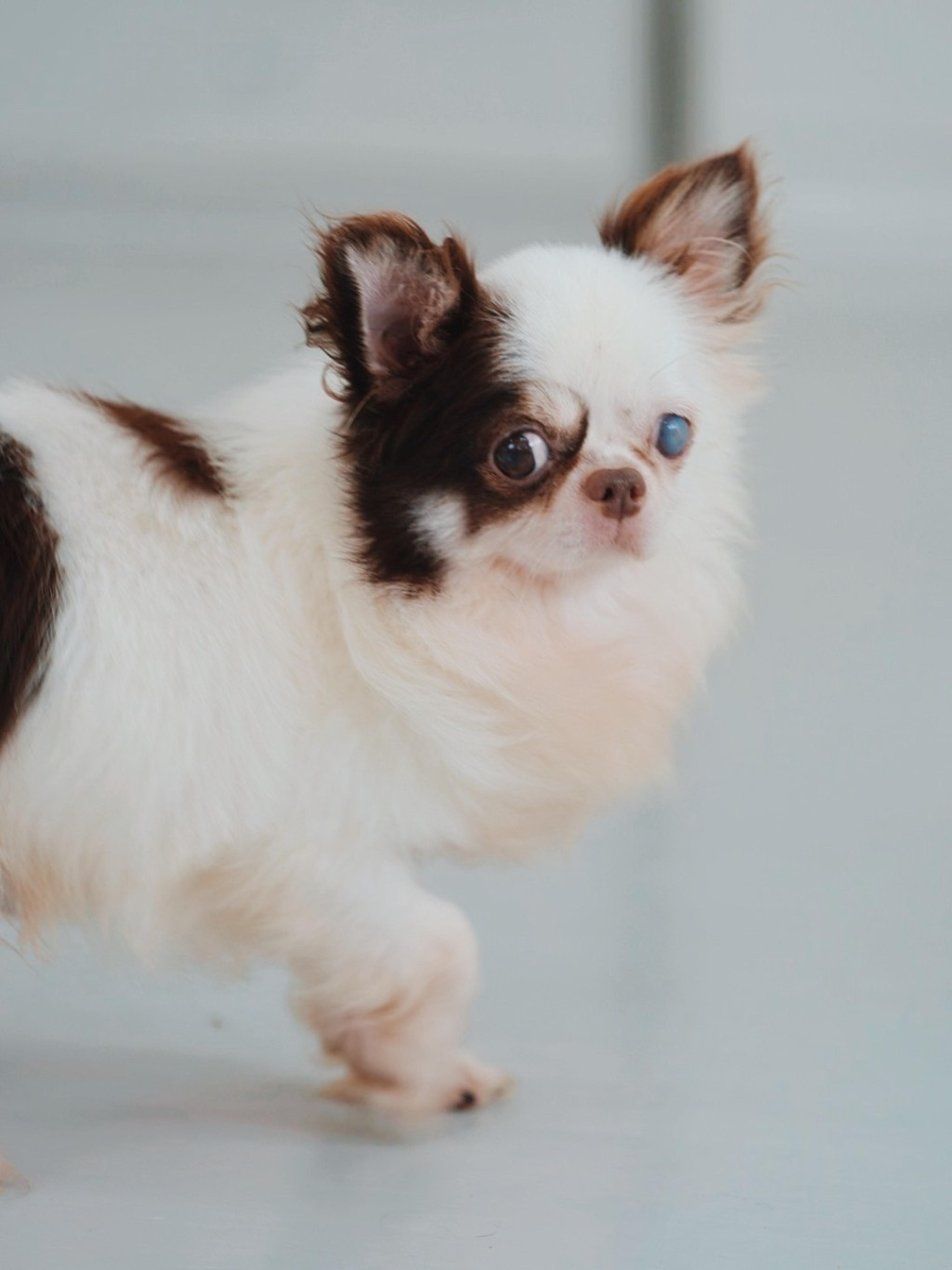 pet-image-3