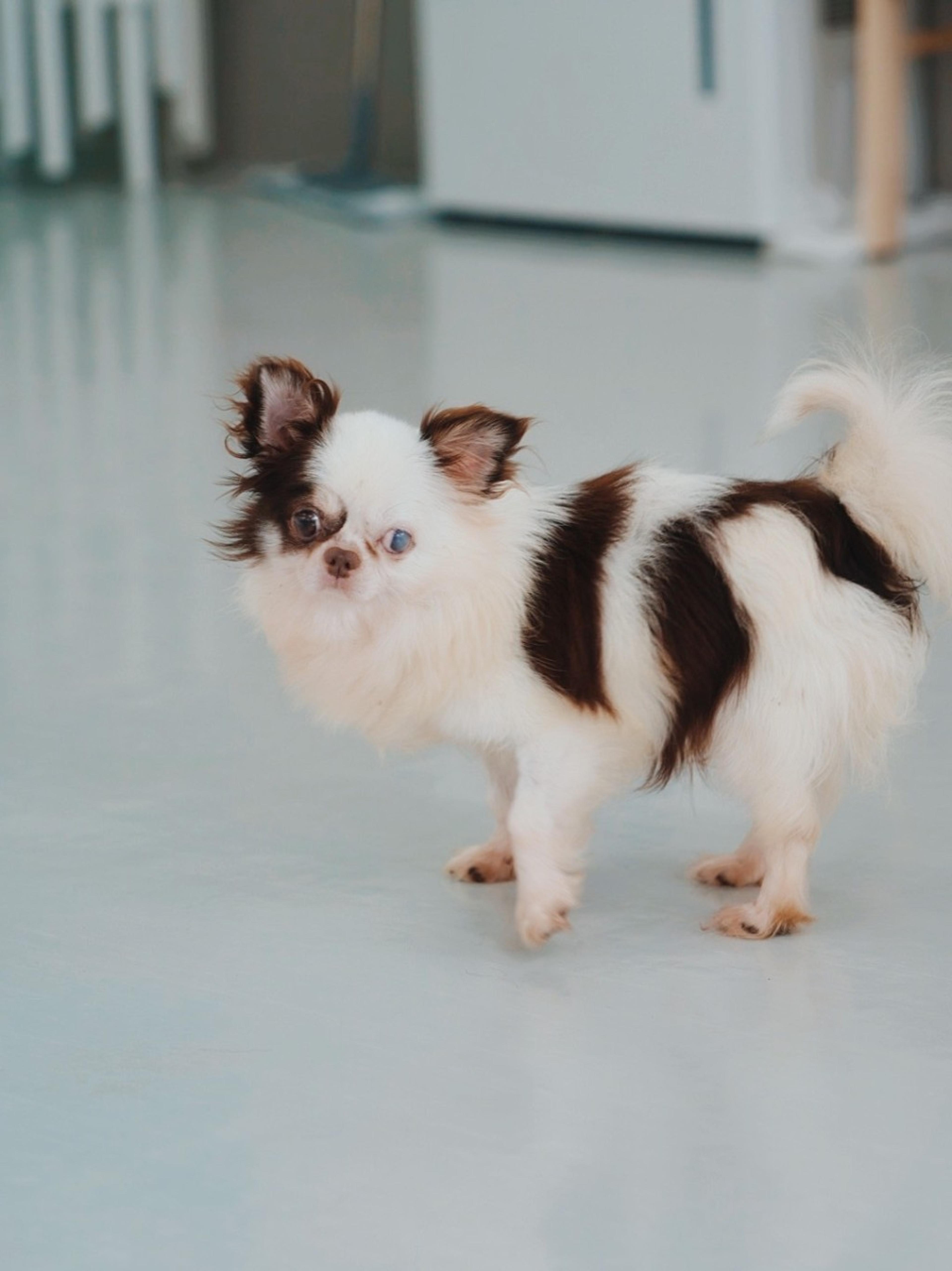pet-image-4