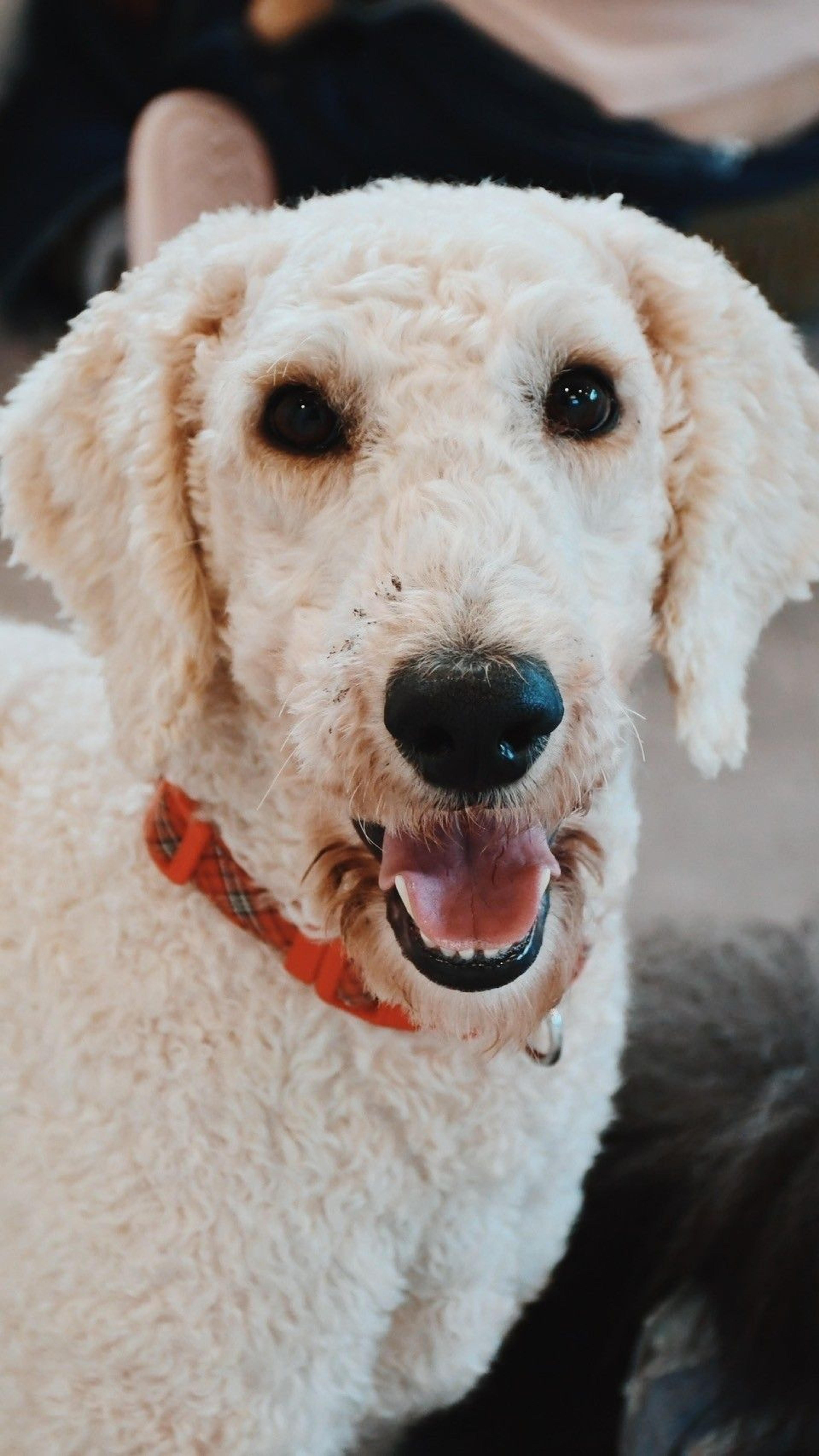 pet-image-4