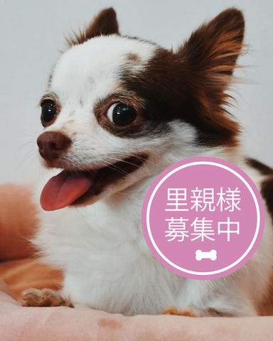 アーリー