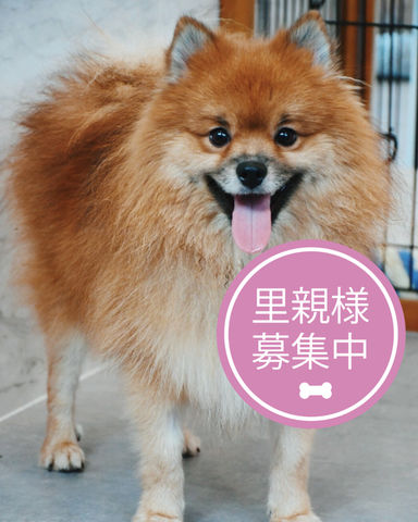 ミラベル