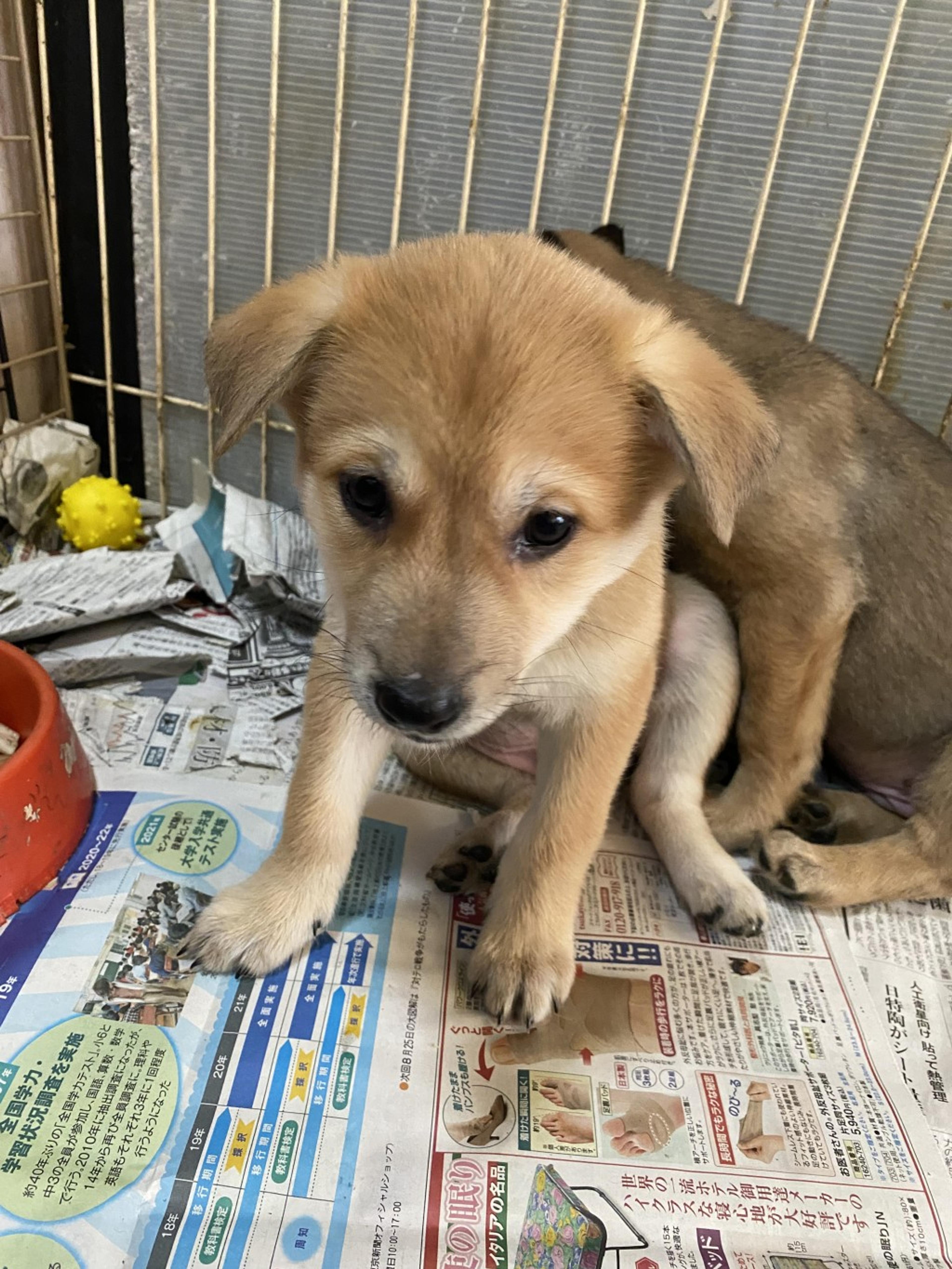 pet-image-2