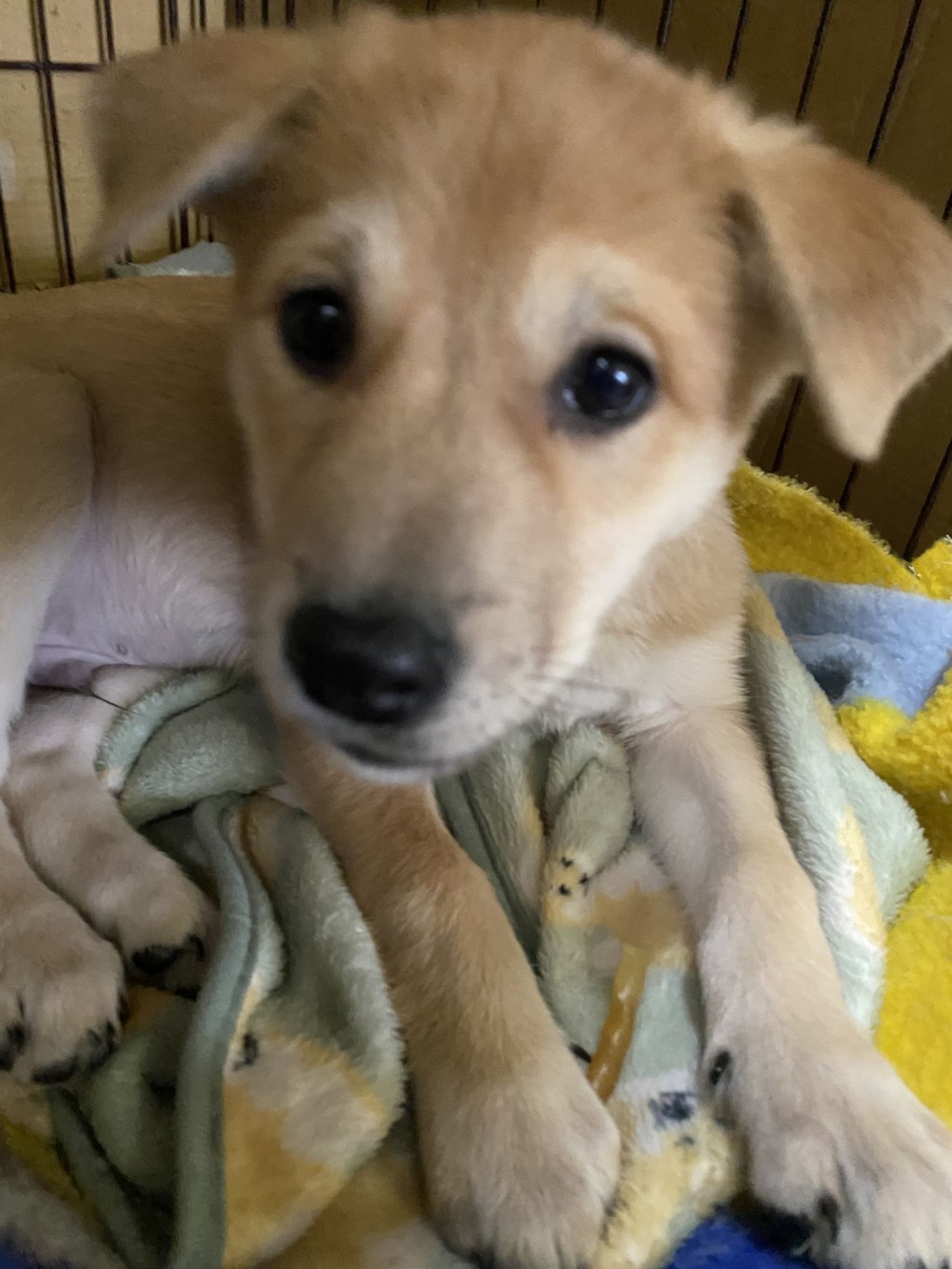 雑種（ミックス犬）・オスの里親募集の写真