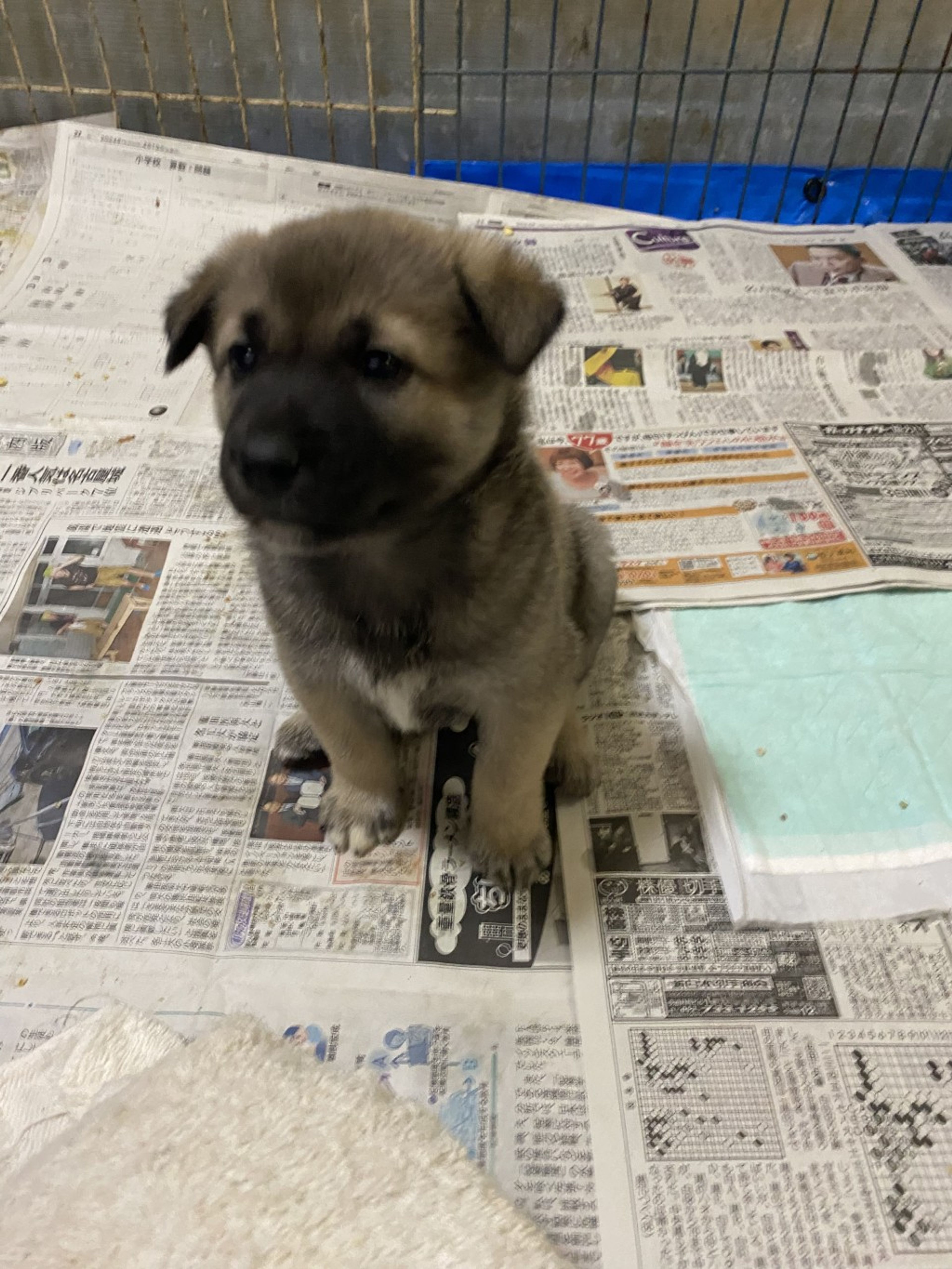 雑種（ミックス犬）・オスの里親募集の写真