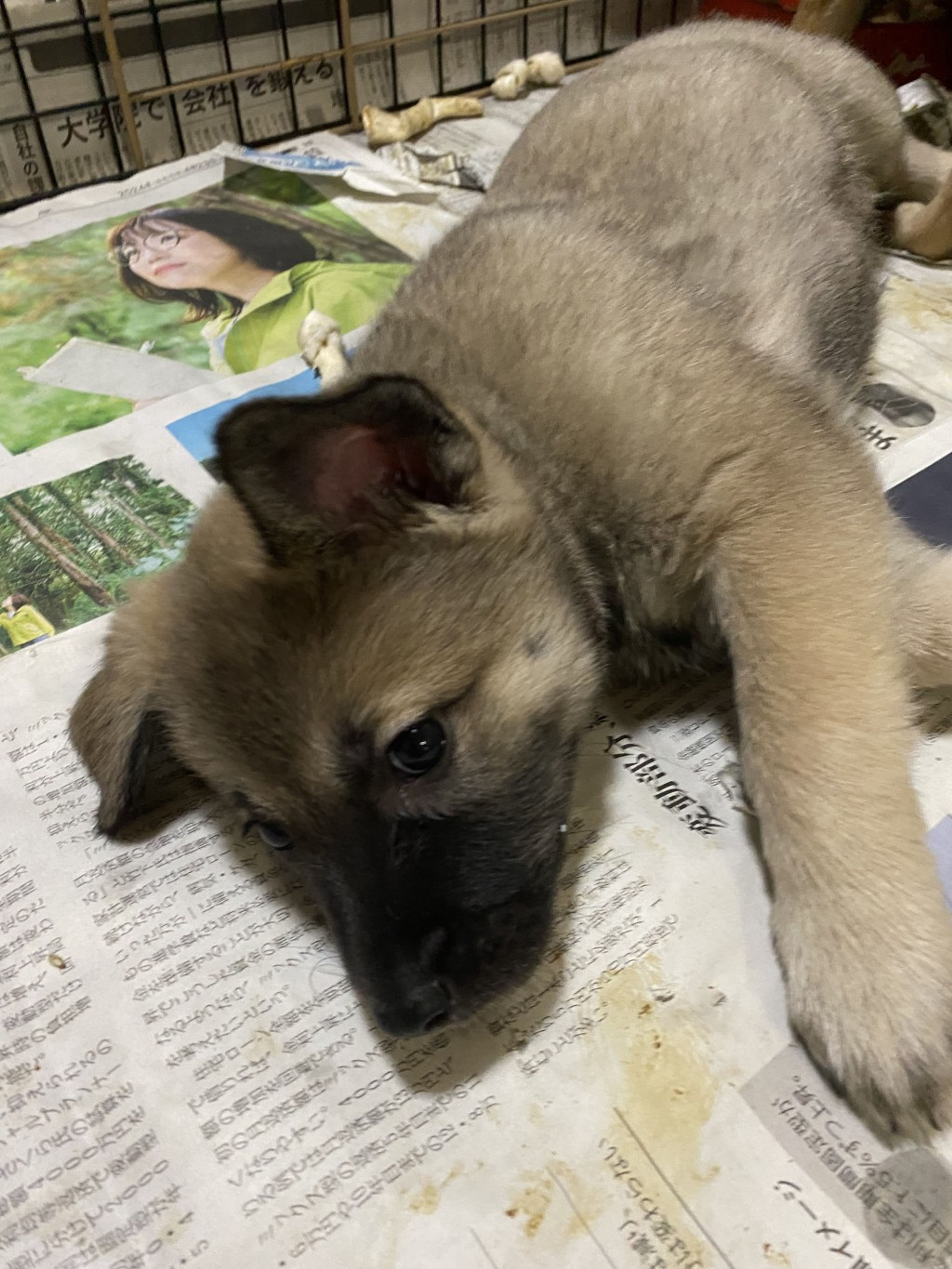 pet-image-2