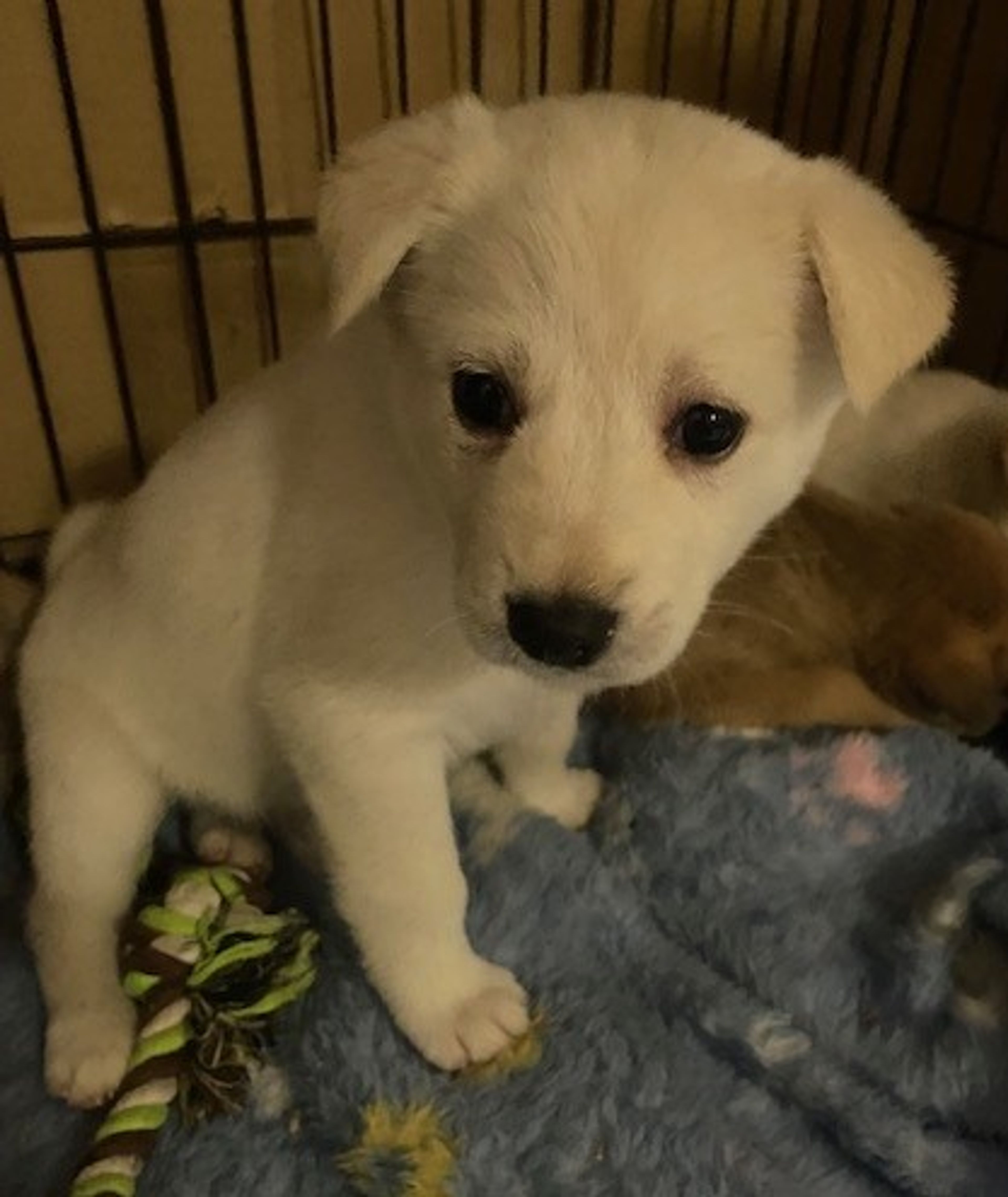 pet-image-2
