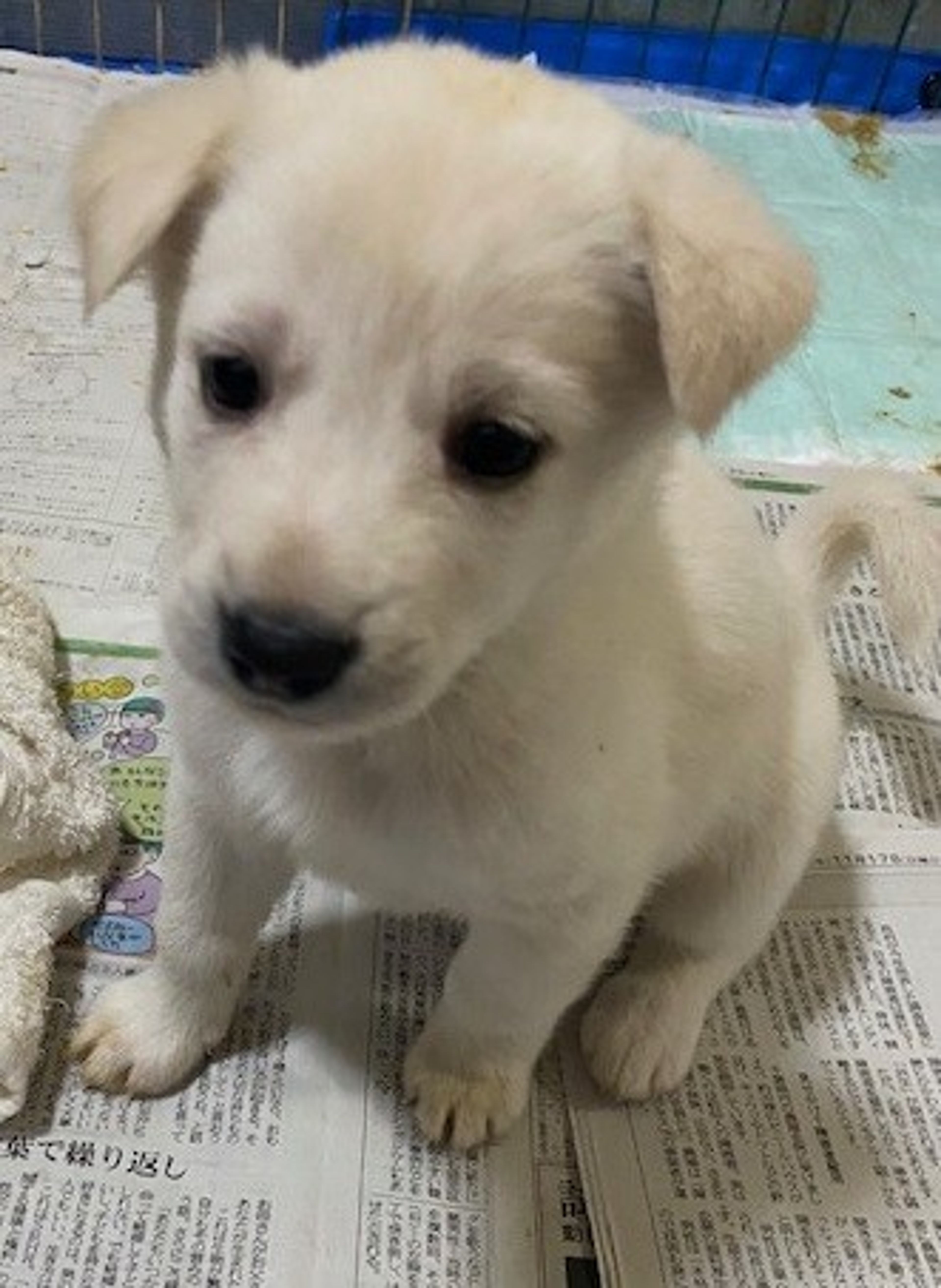 pet-image-3