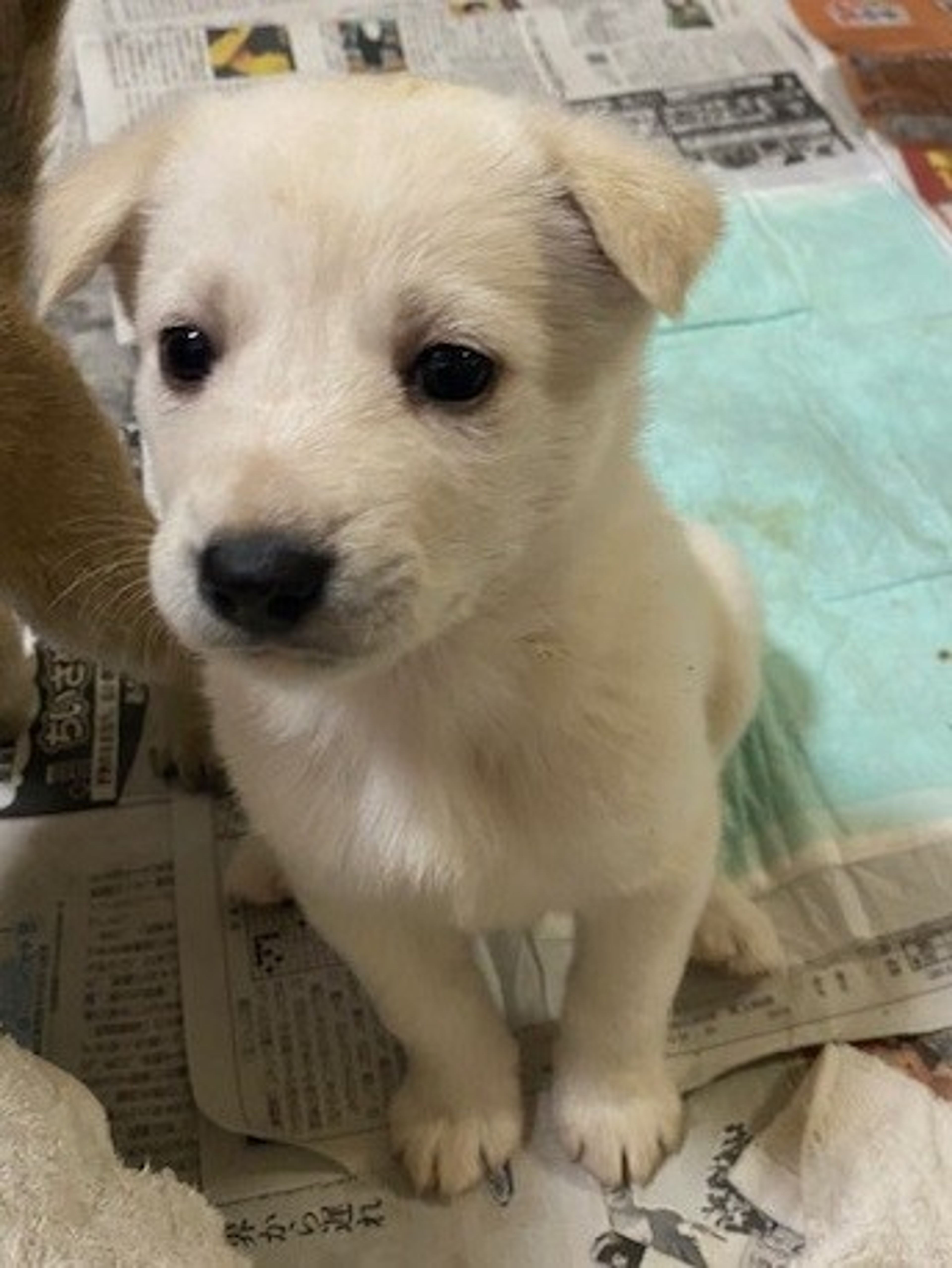 雑種（ミックス犬）・メスの里親募集の写真