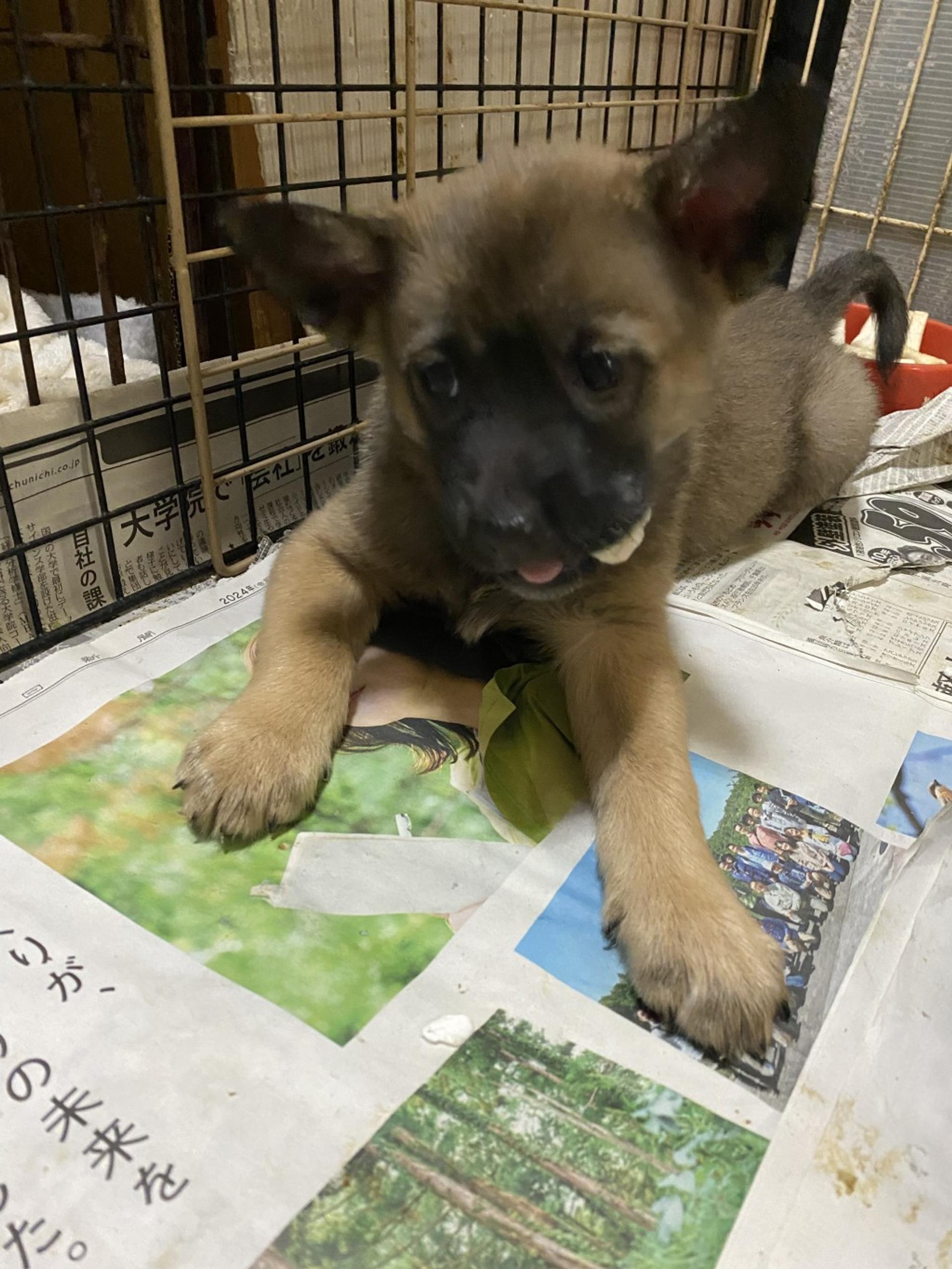 pet-image-2