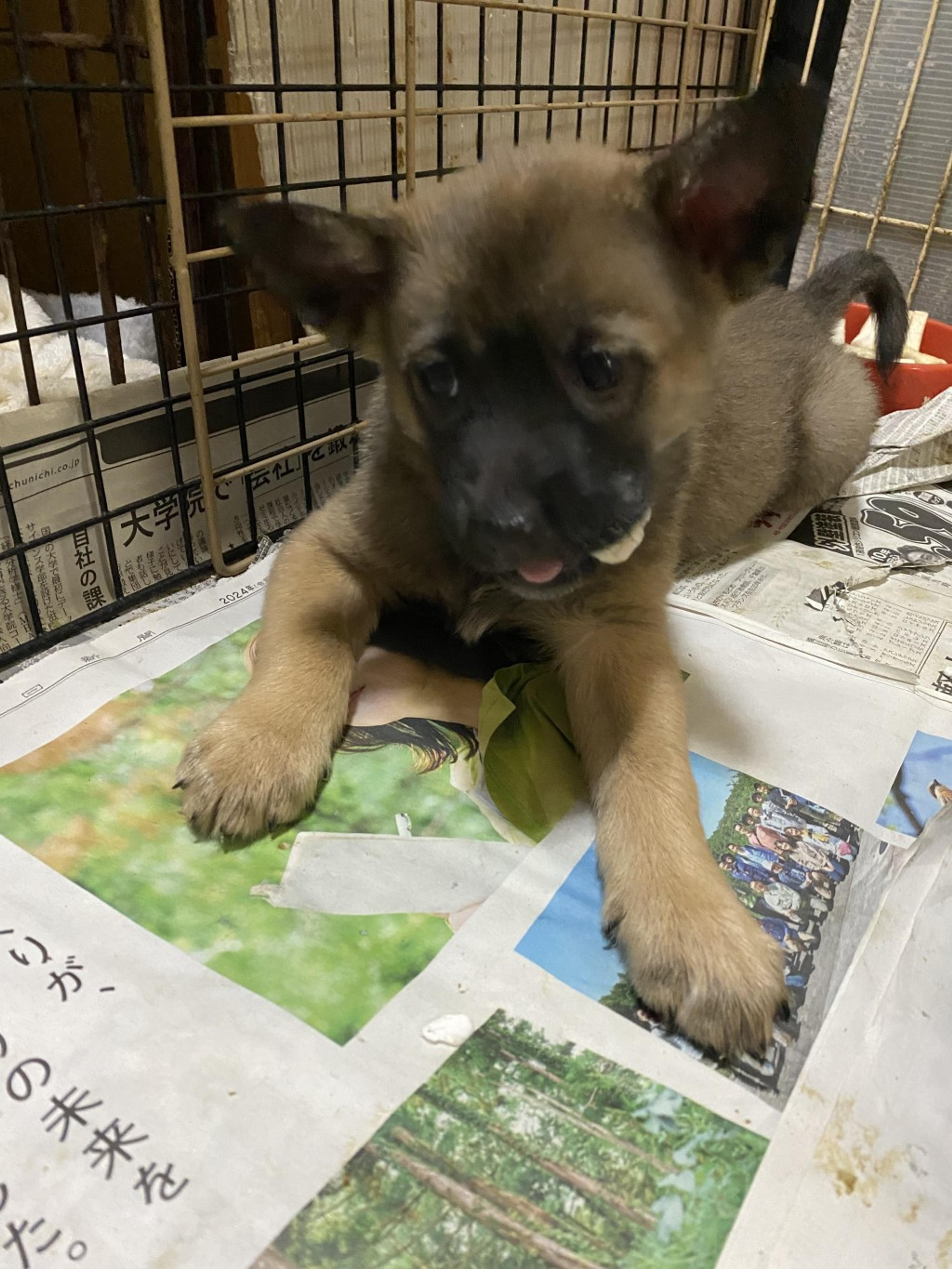pet-image-2