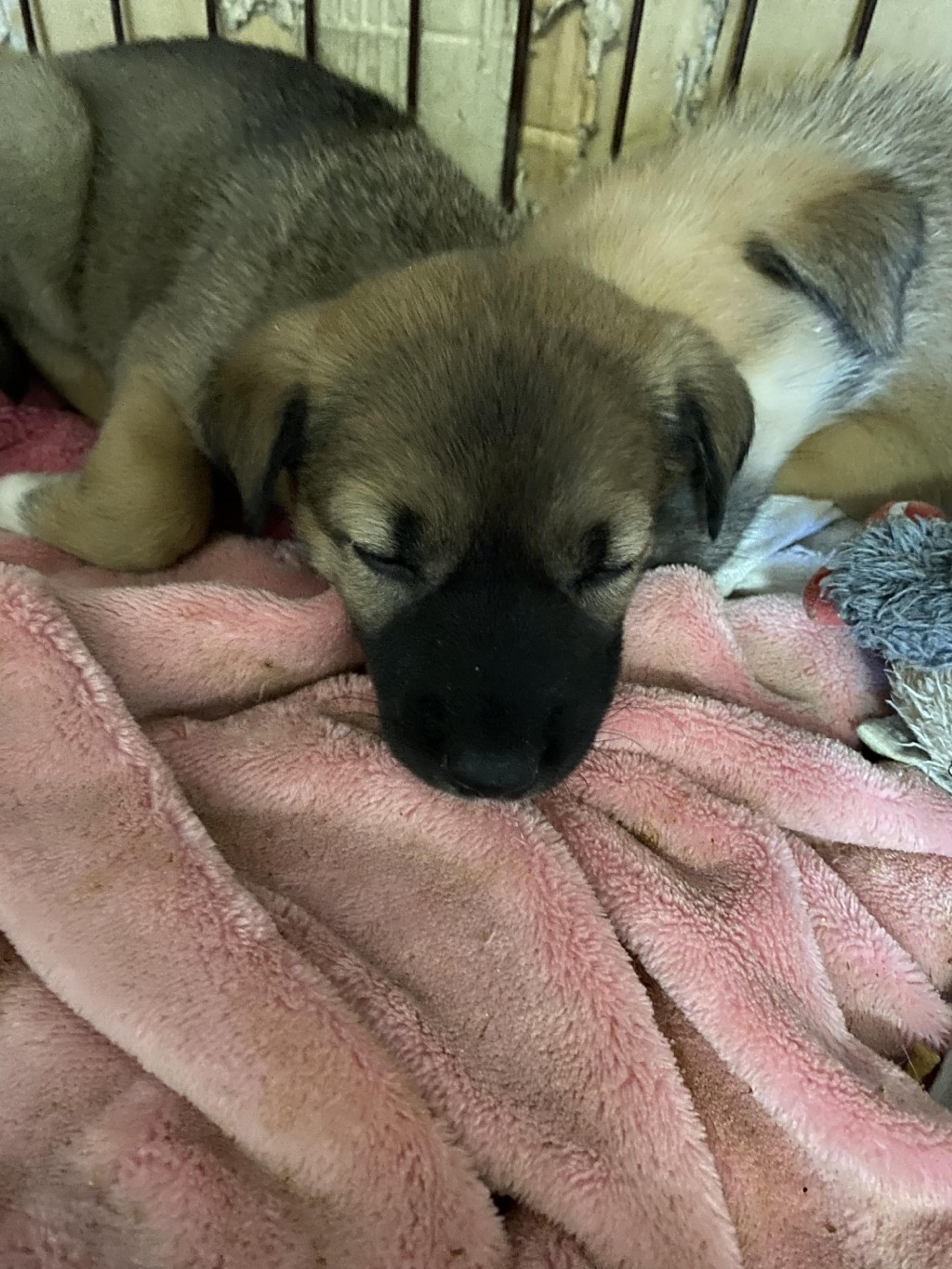 pet-image-3