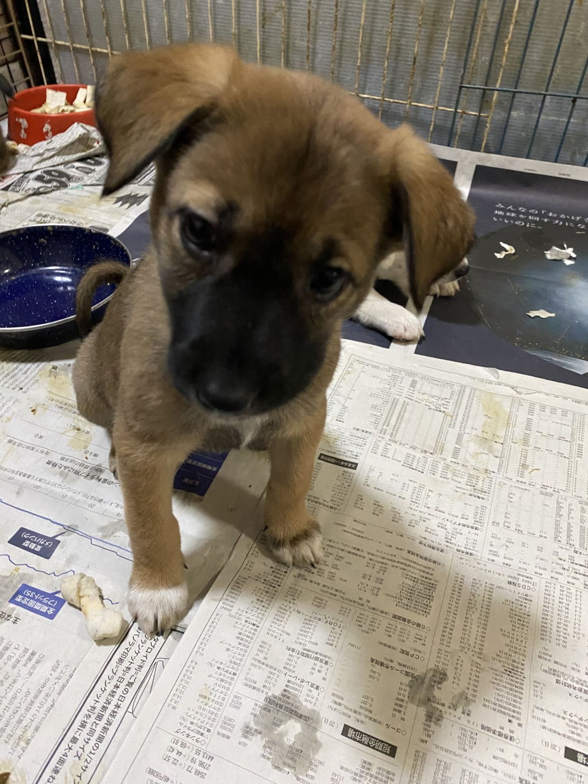 雑種（ミックス犬）・メスの里親募集の写真