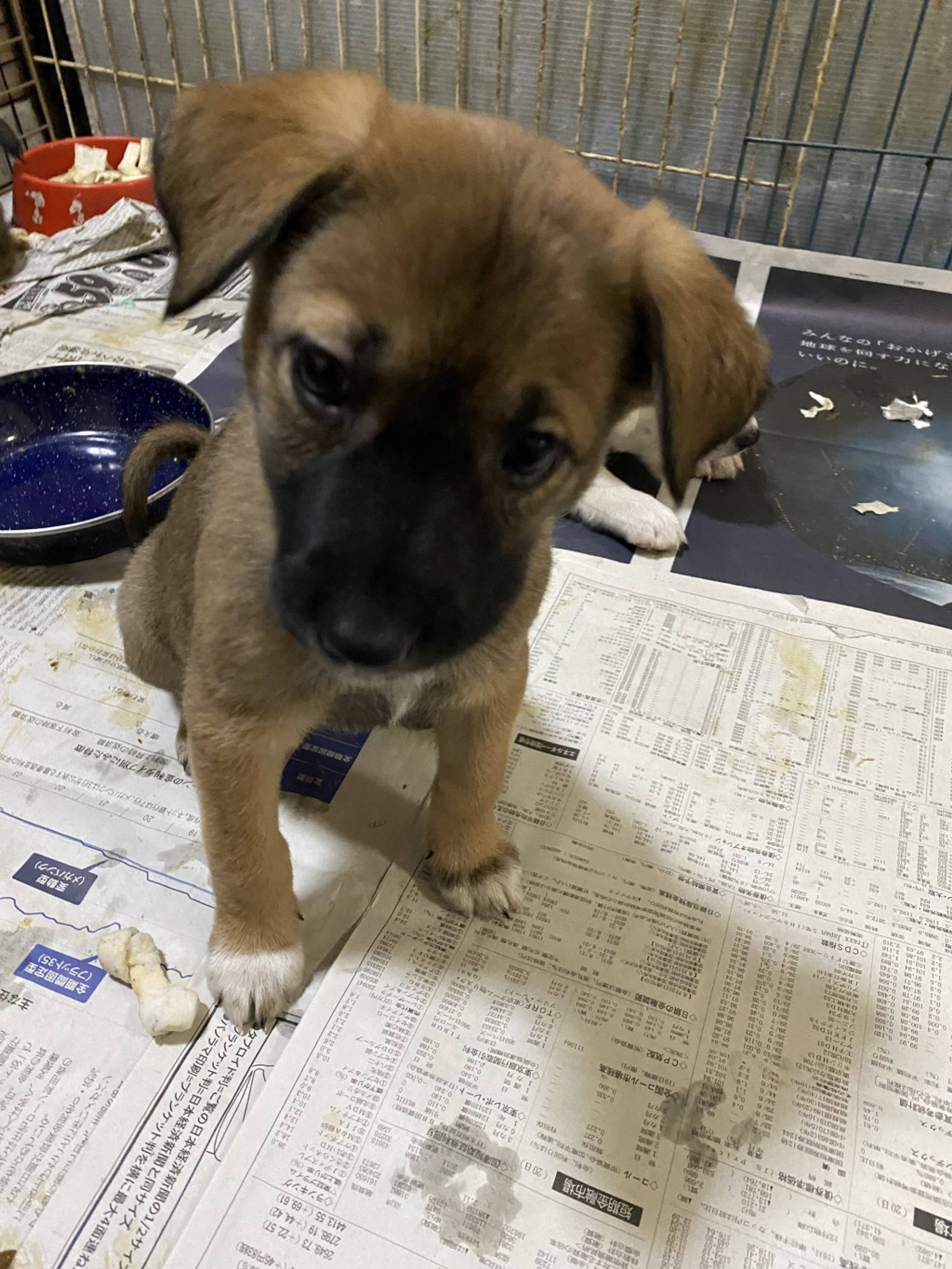 雑種（ミックス犬）・メスの里親募集の写真