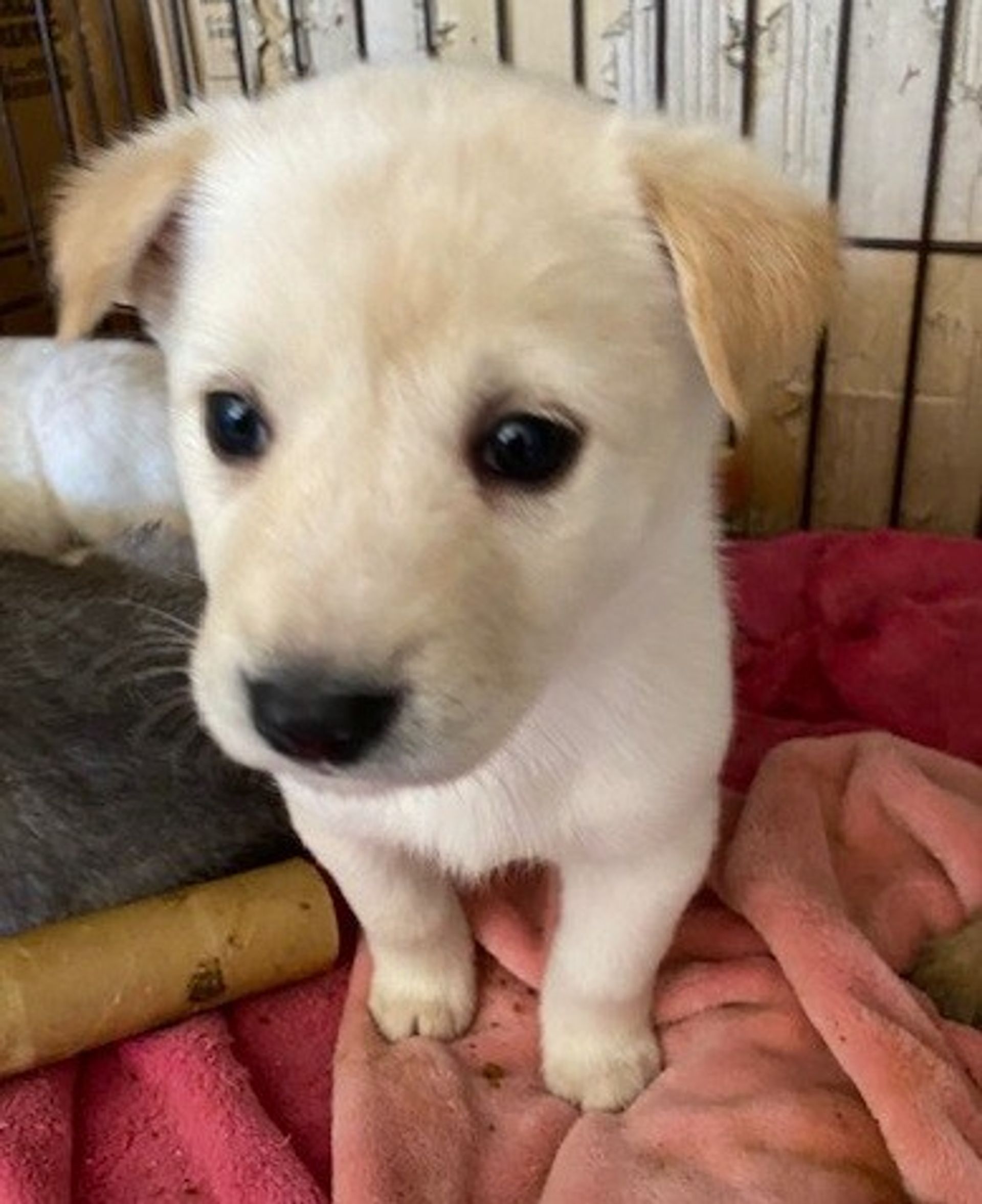 雑種（ミックス犬）・メスの里親募集の写真