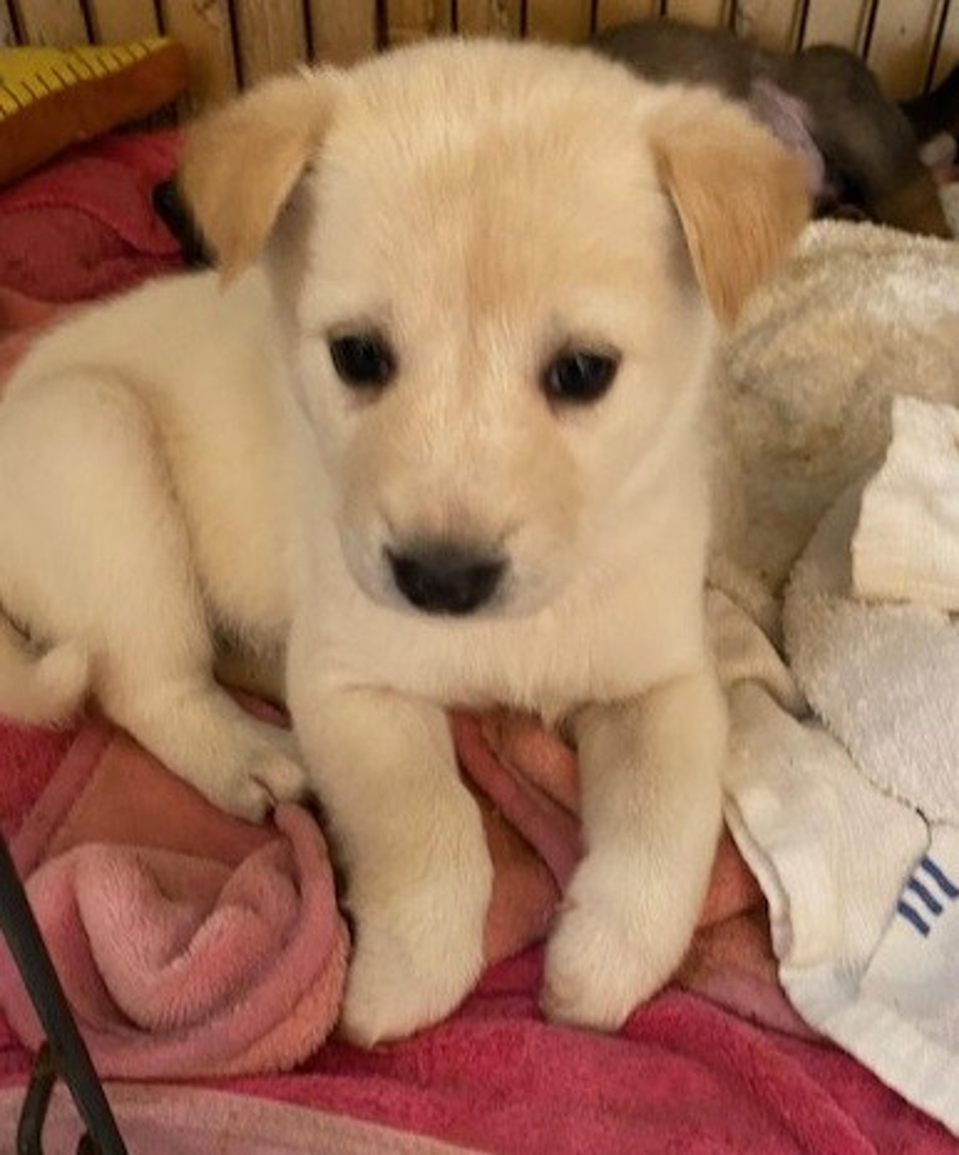 pet-image-2