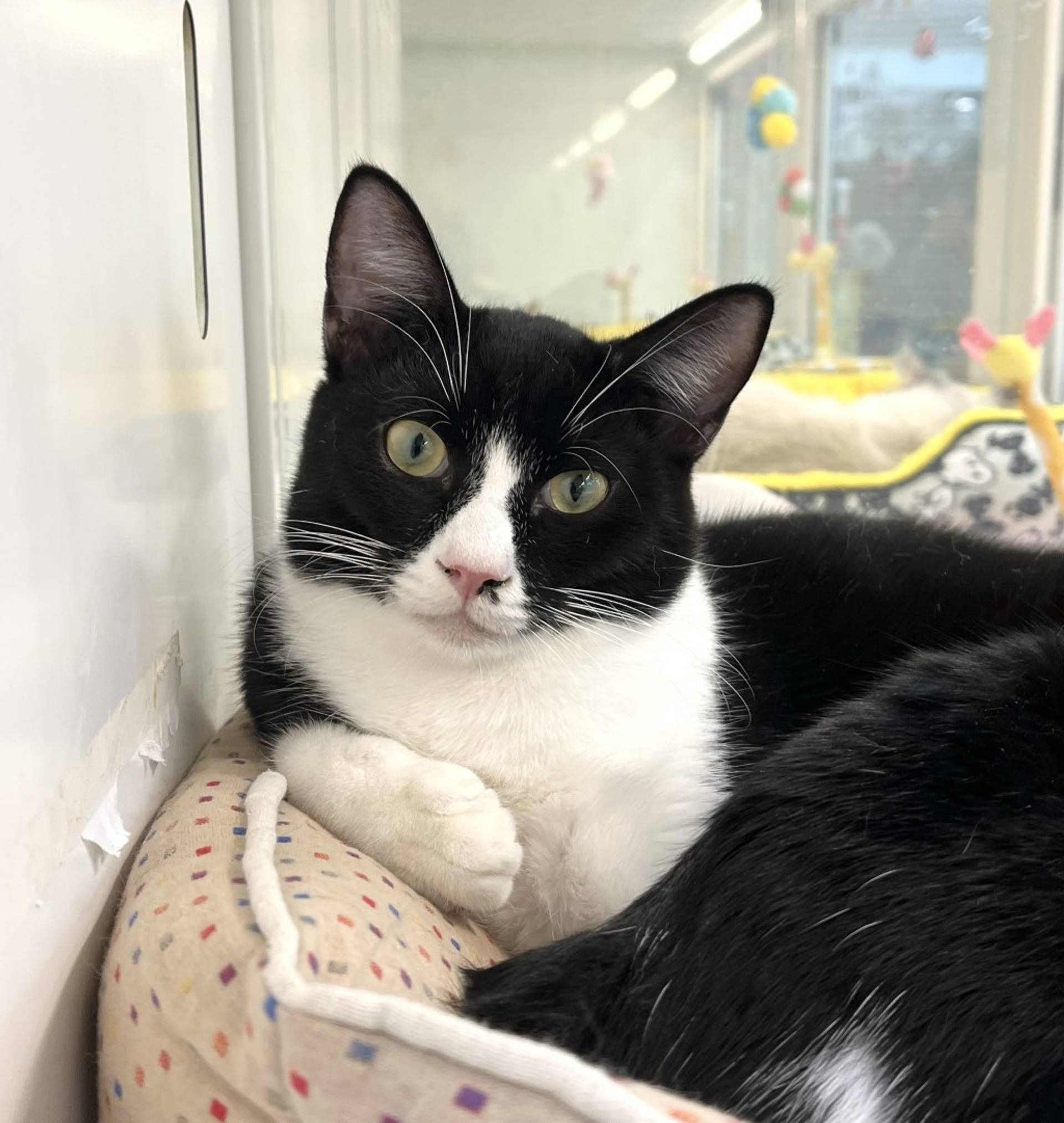 雑種（ミックス猫）・オスの里親募集の写真