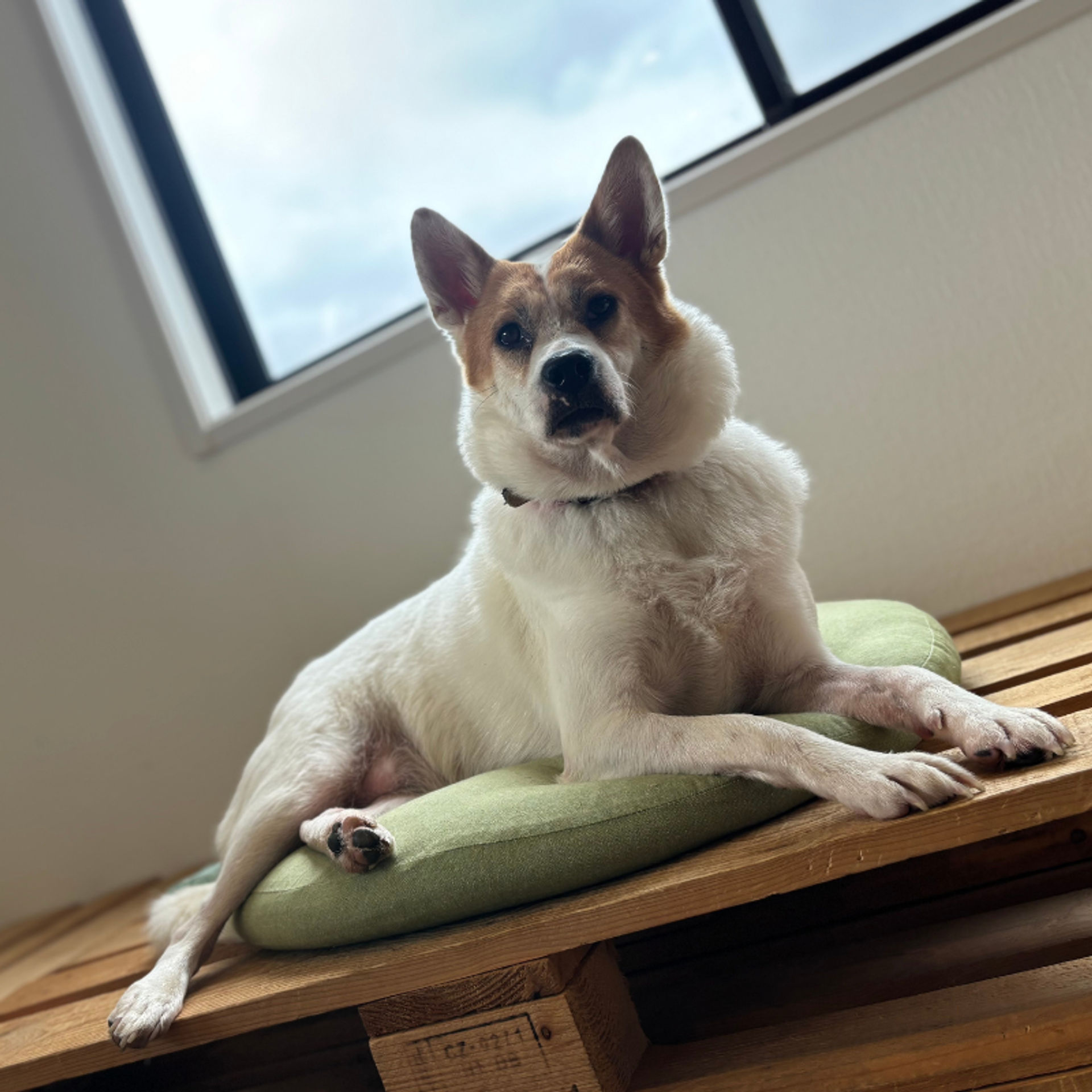 雑種（ミックス犬）・メスの里親募集の写真