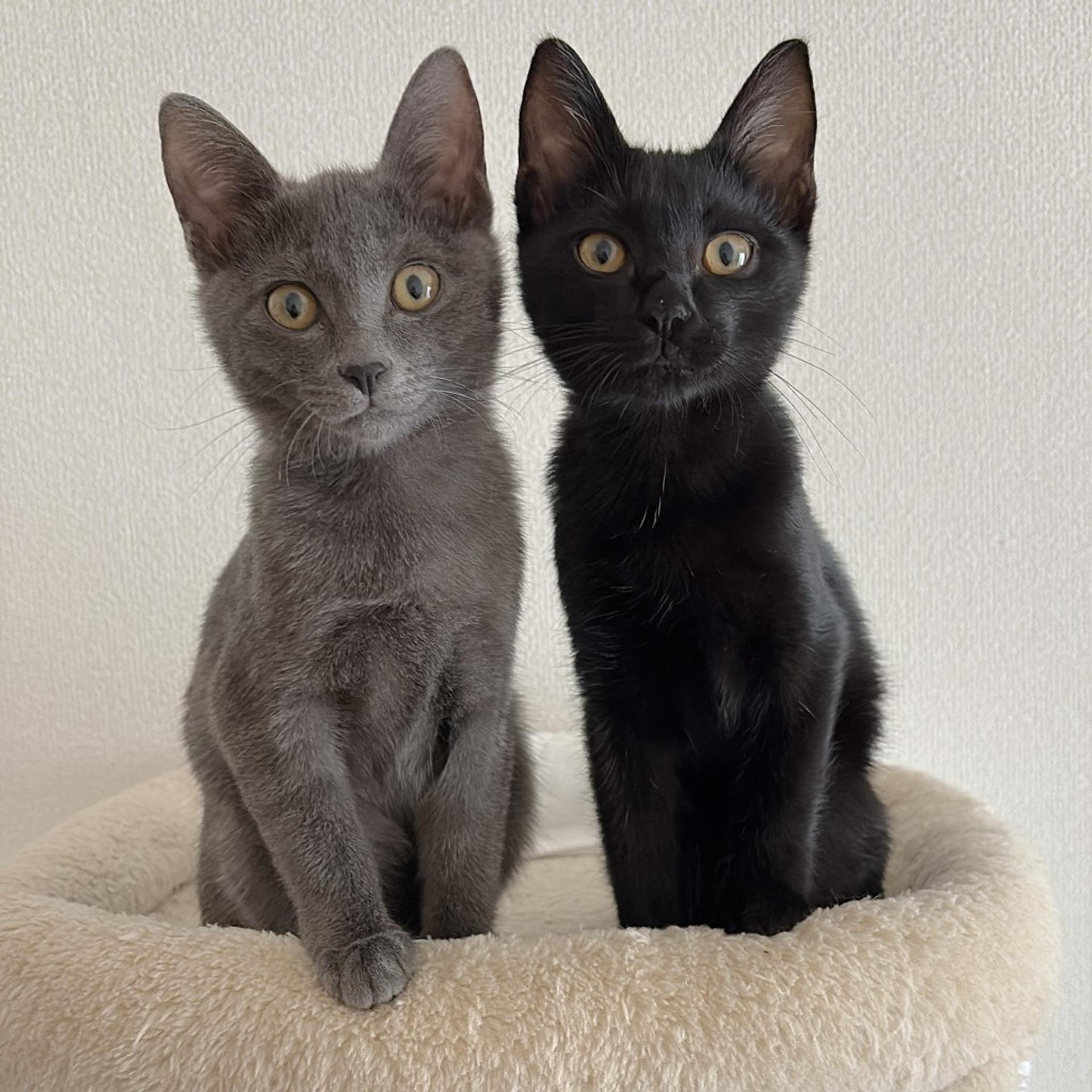 pet-image-4
