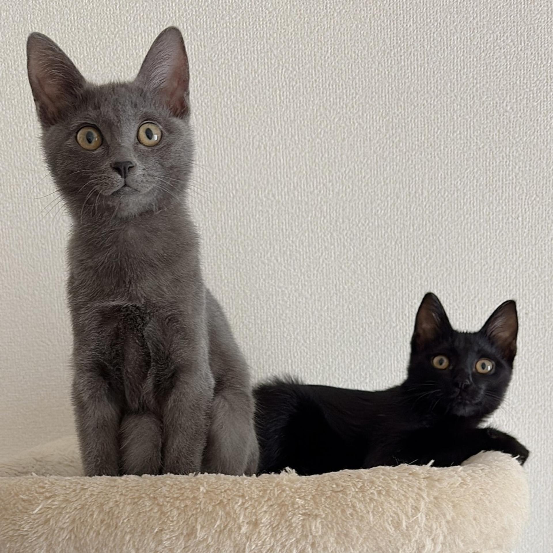 pet-image-5