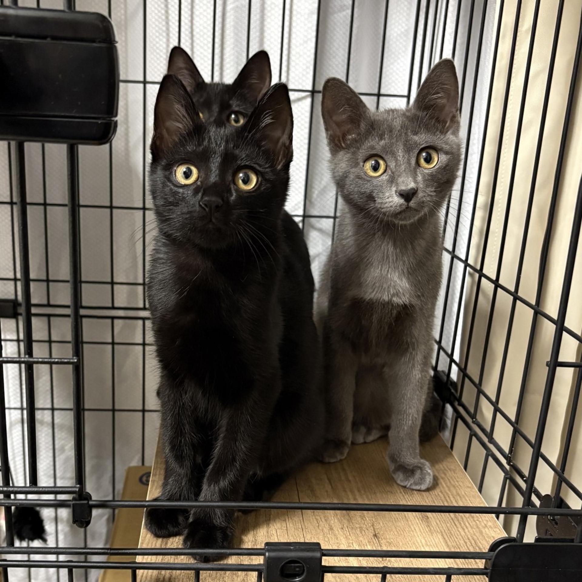 pet-image-6