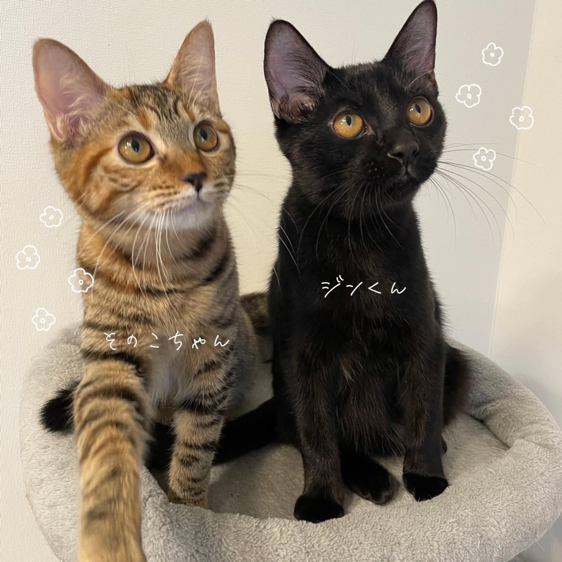 pet-image-6