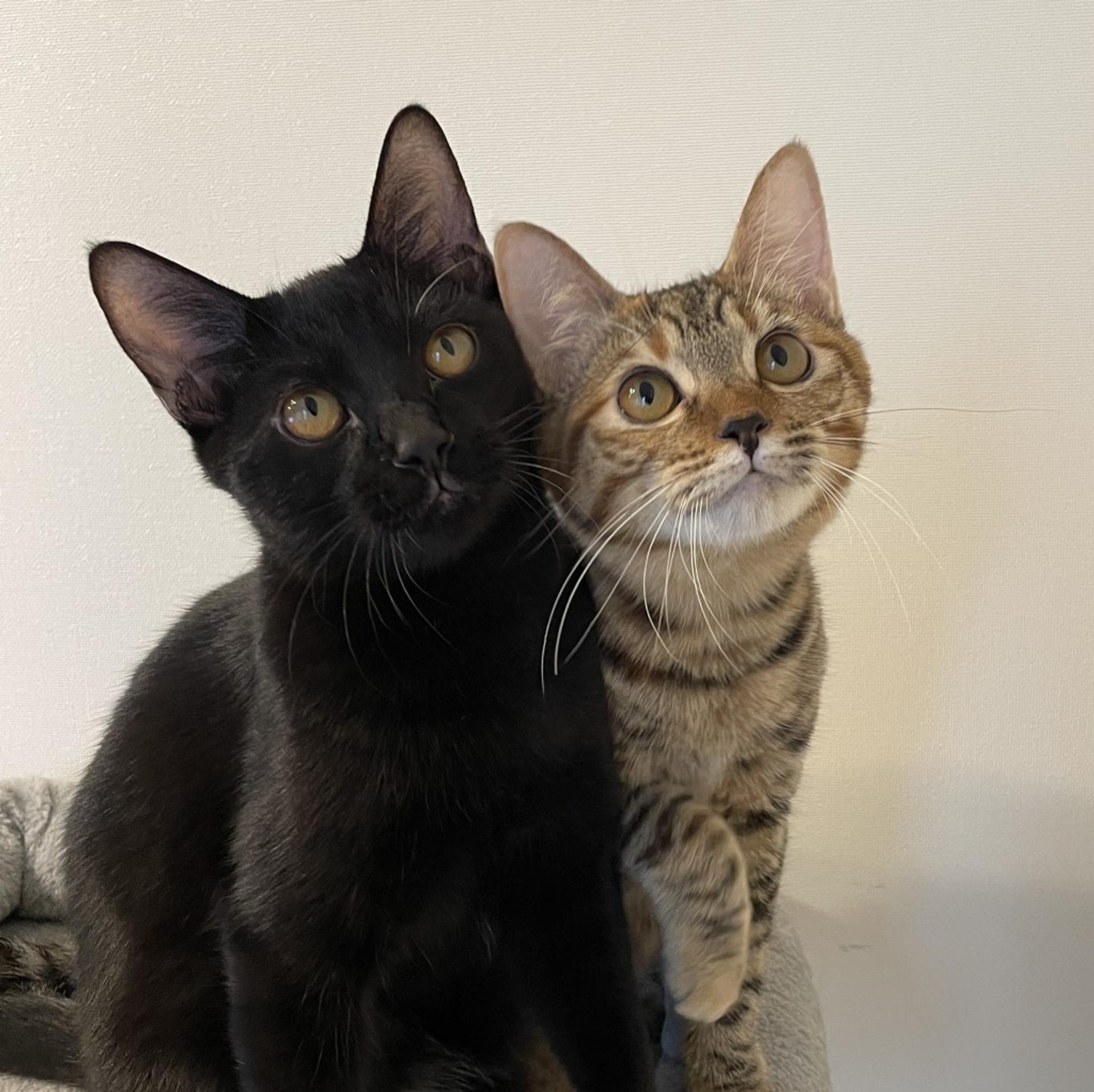 pet-image-7