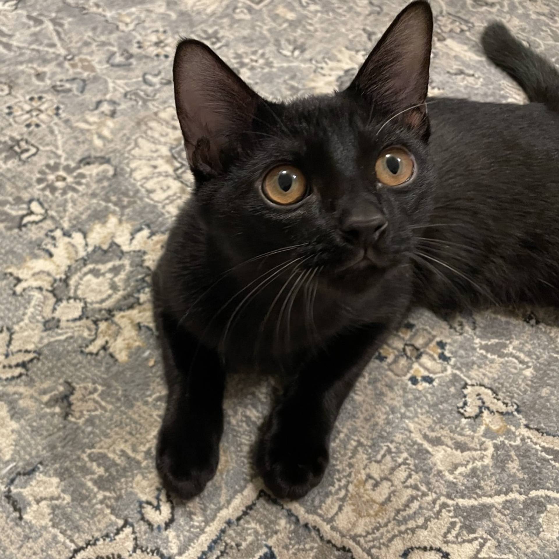 雑種（ミックス猫）・オスの里親募集の写真