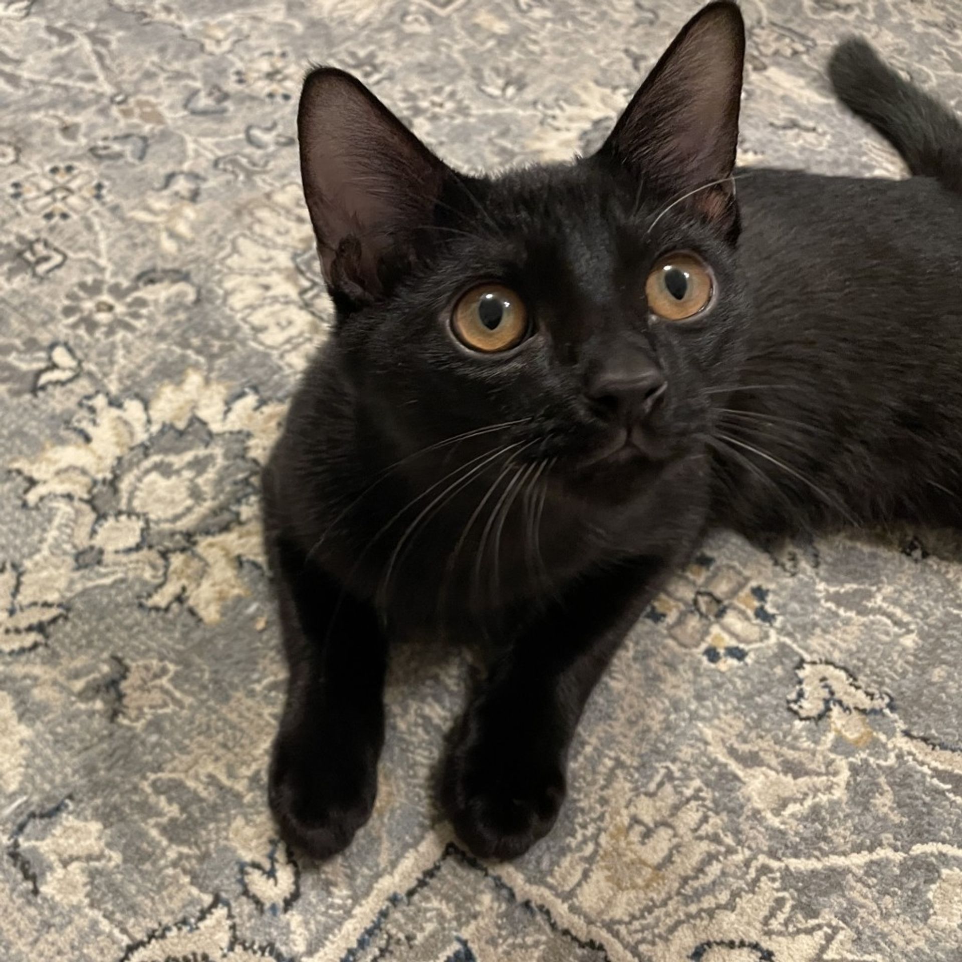 雑種（ミックス猫）・オスの里親募集の写真