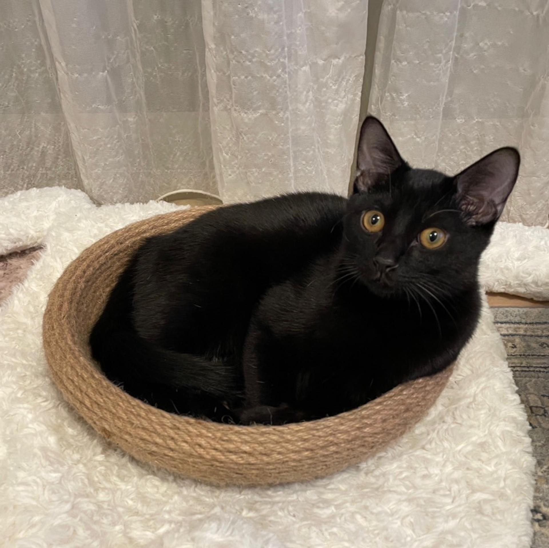pet-image-3