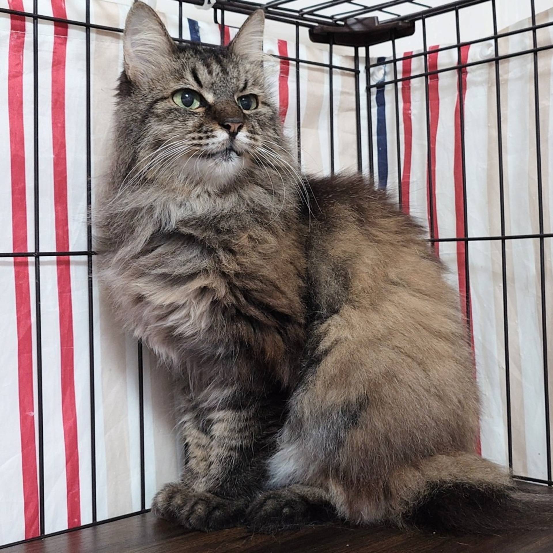 雑種（ミックス猫）・メスの里親募集の写真