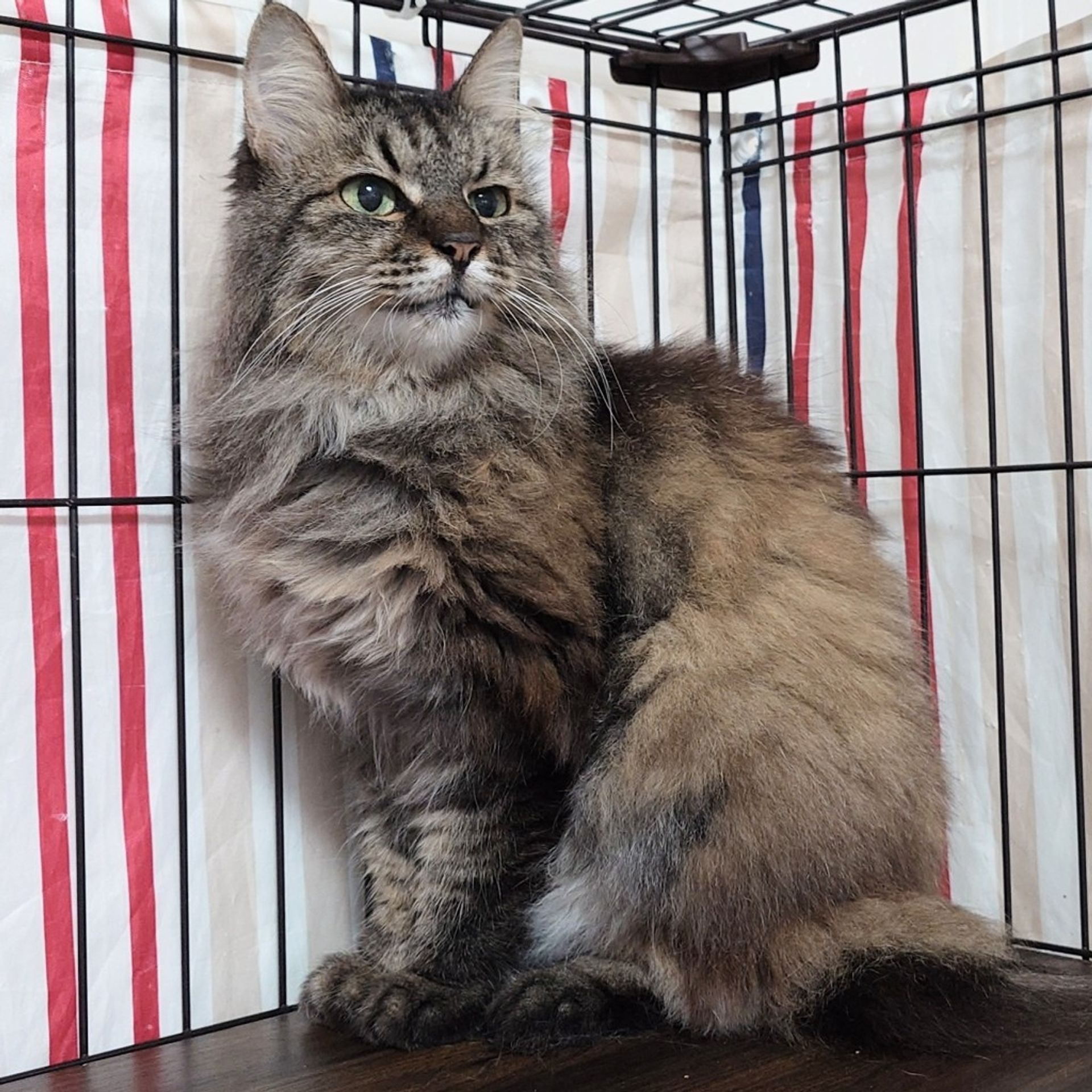 雑種（ミックス猫）・メスの里親募集の写真
