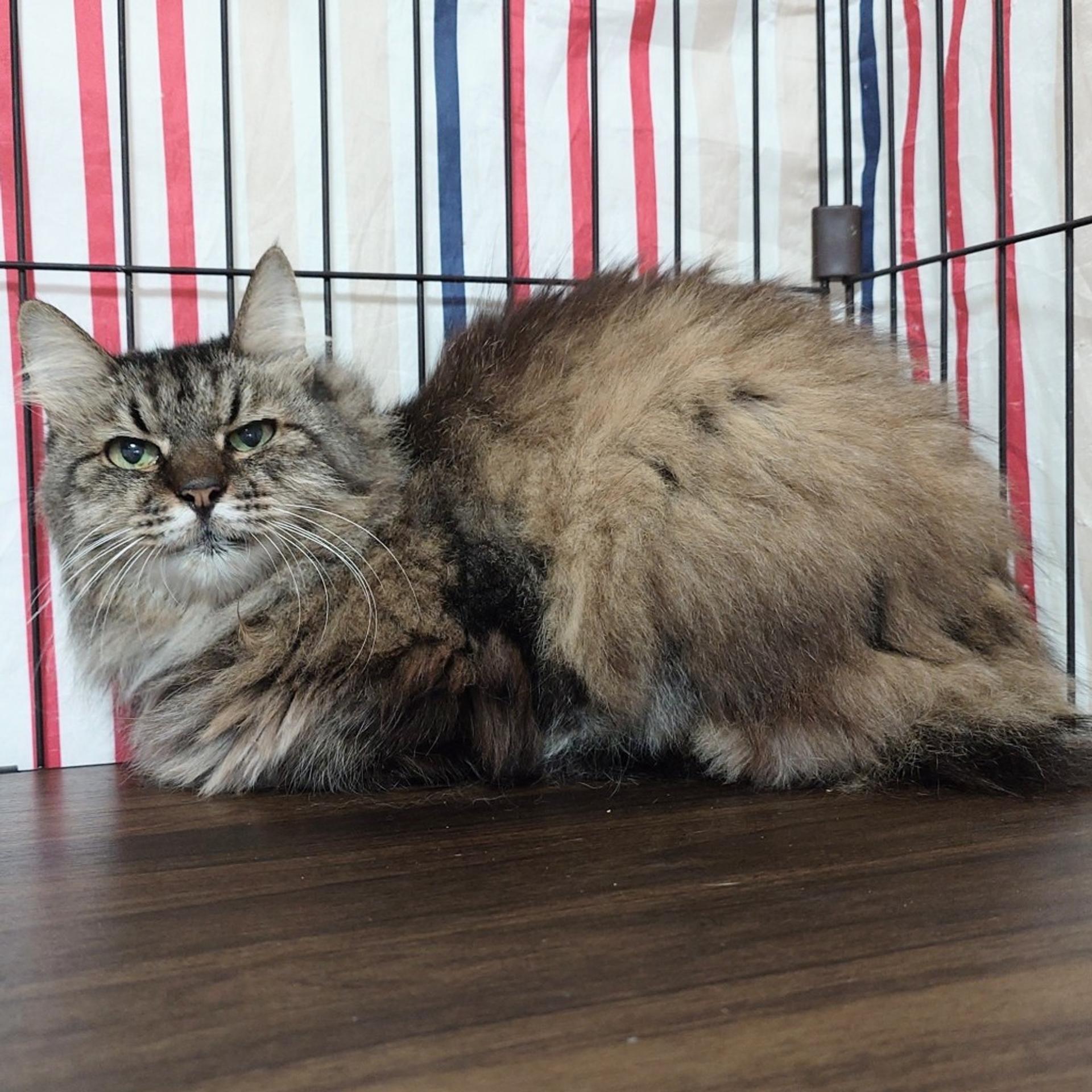 pet-image-2