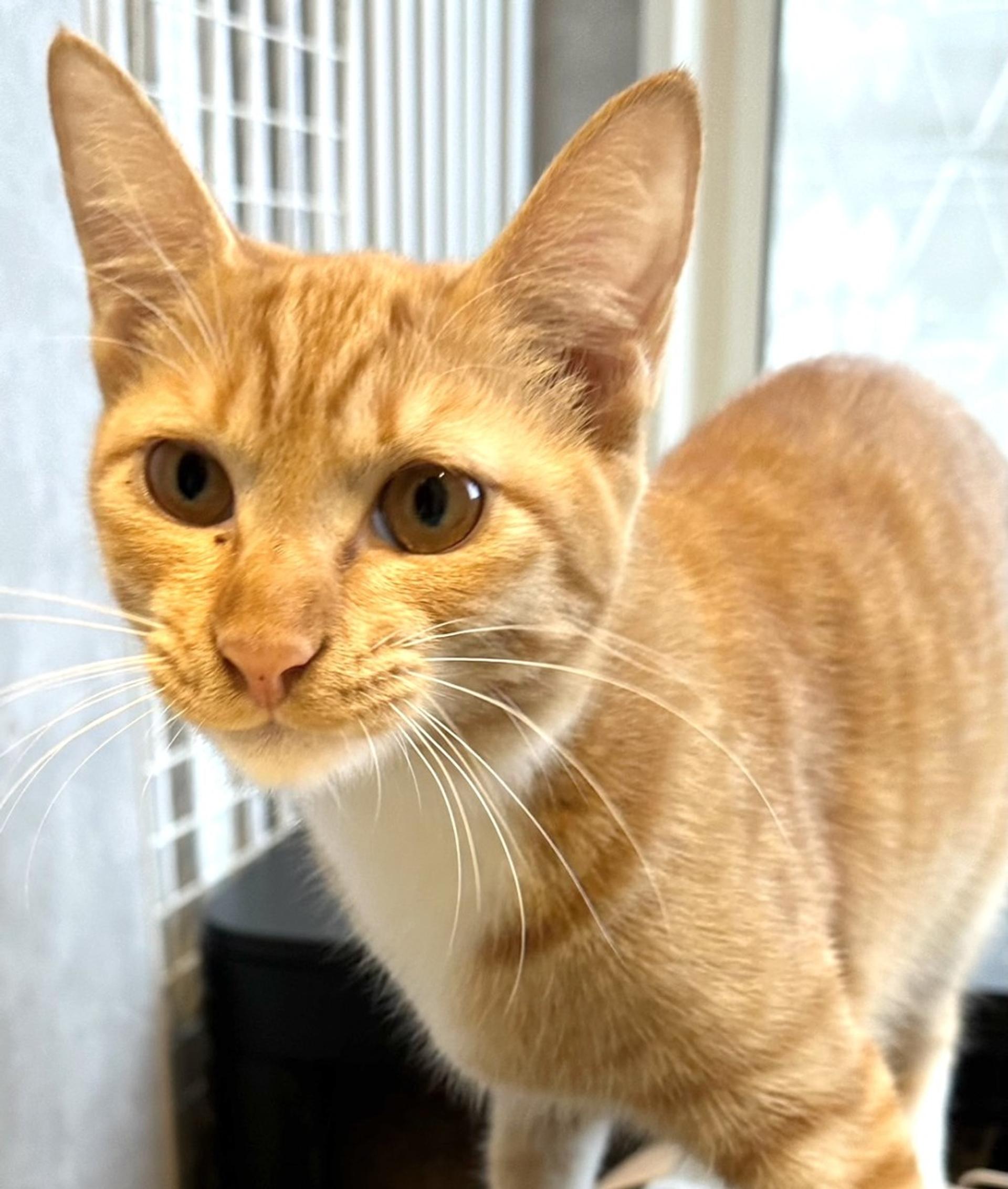 pet-image-2