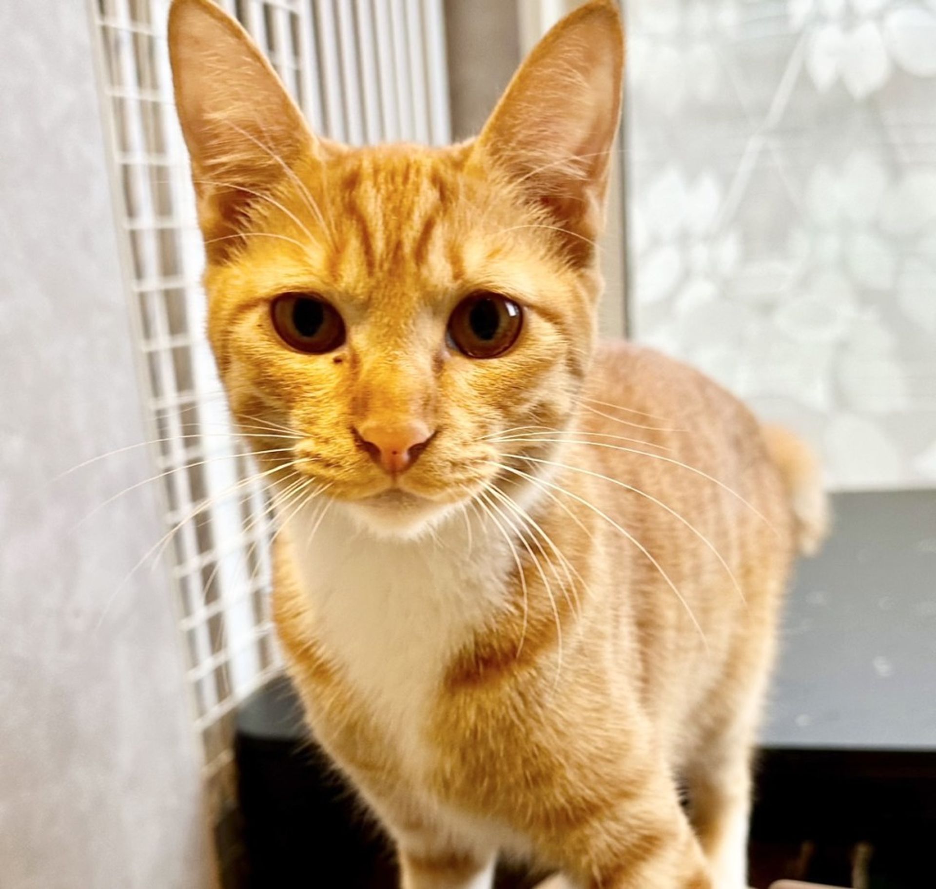 雑種（ミックス猫）・メスの里親募集の写真