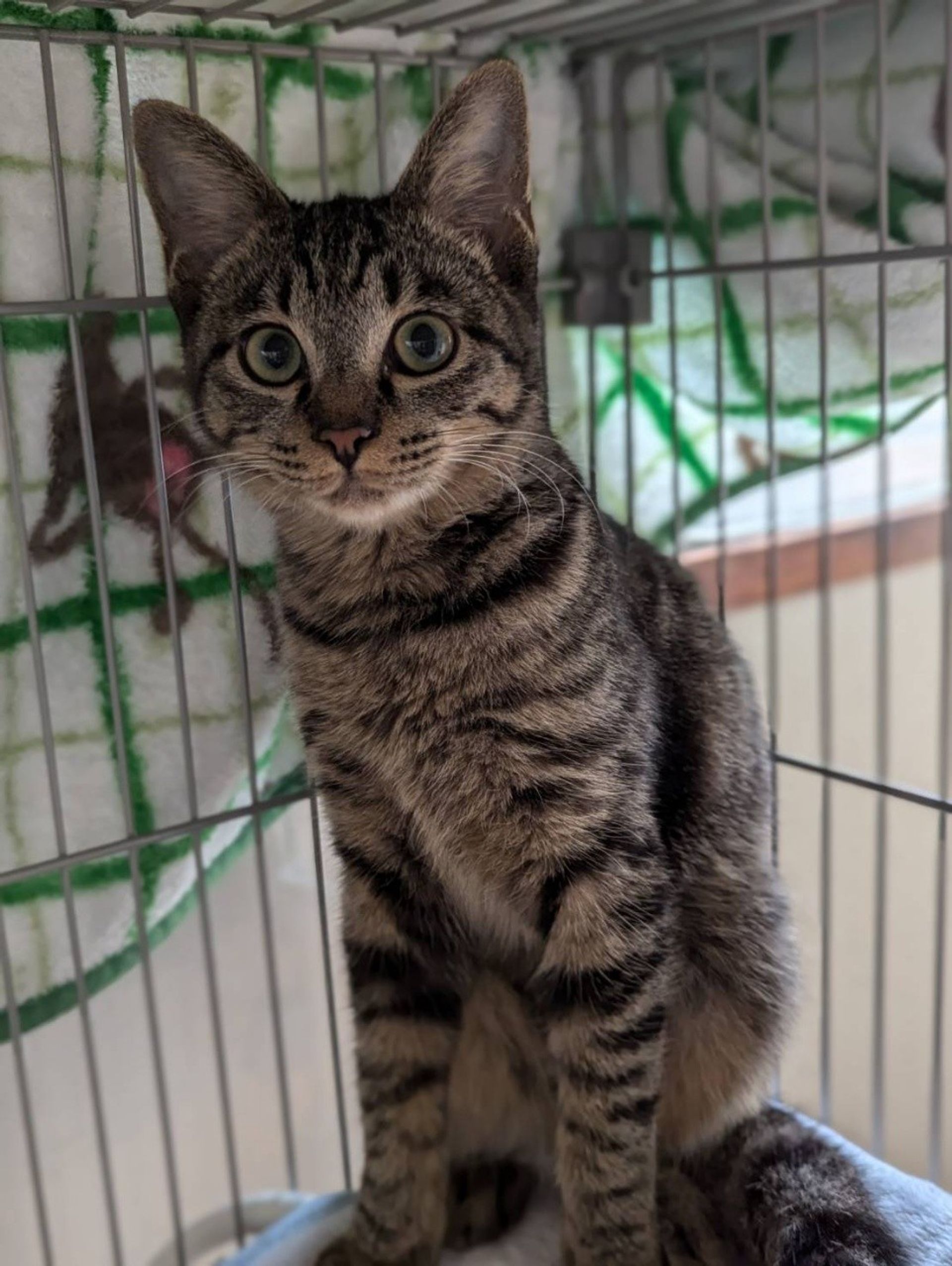 雑種（ミックス猫）・オスの里親募集の写真
