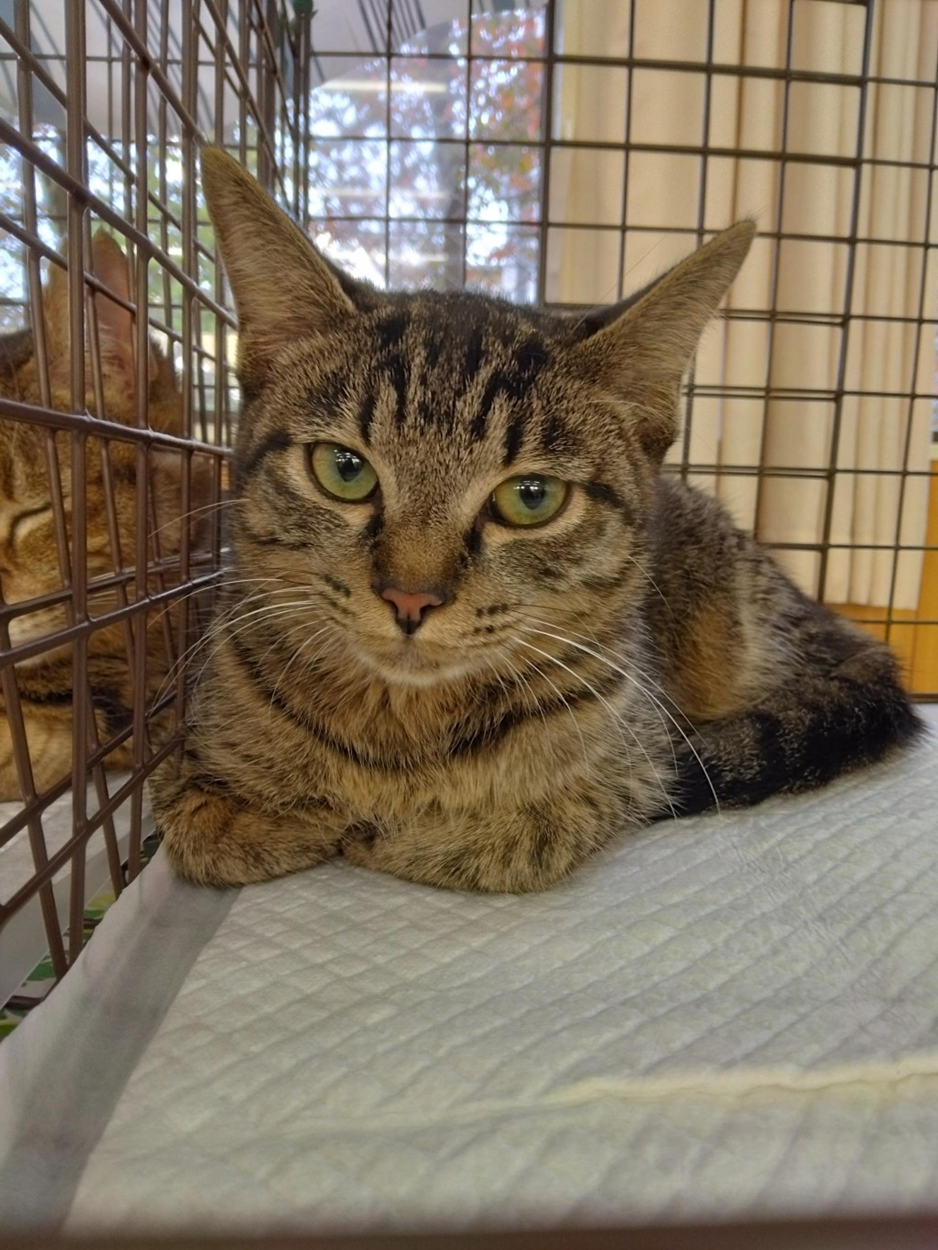 pet-image-2