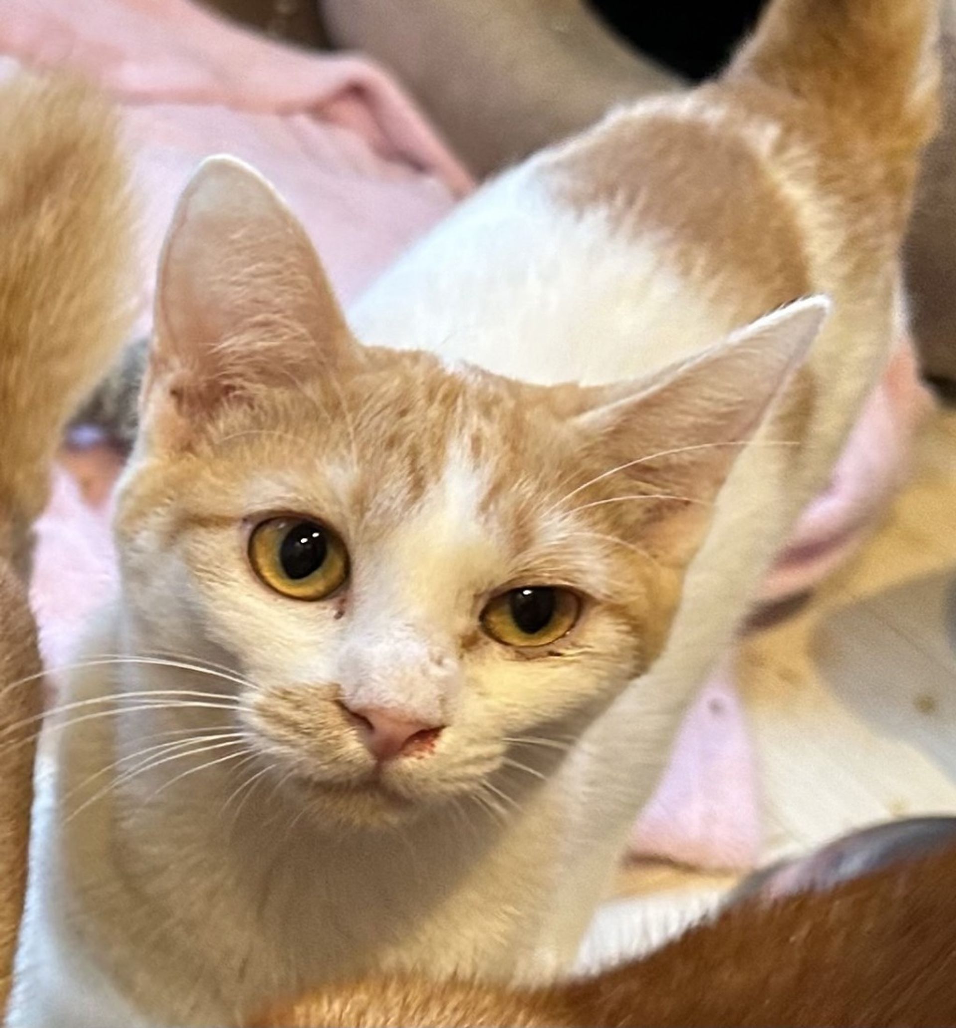 雑種（ミックス猫）・メスの里親募集の写真