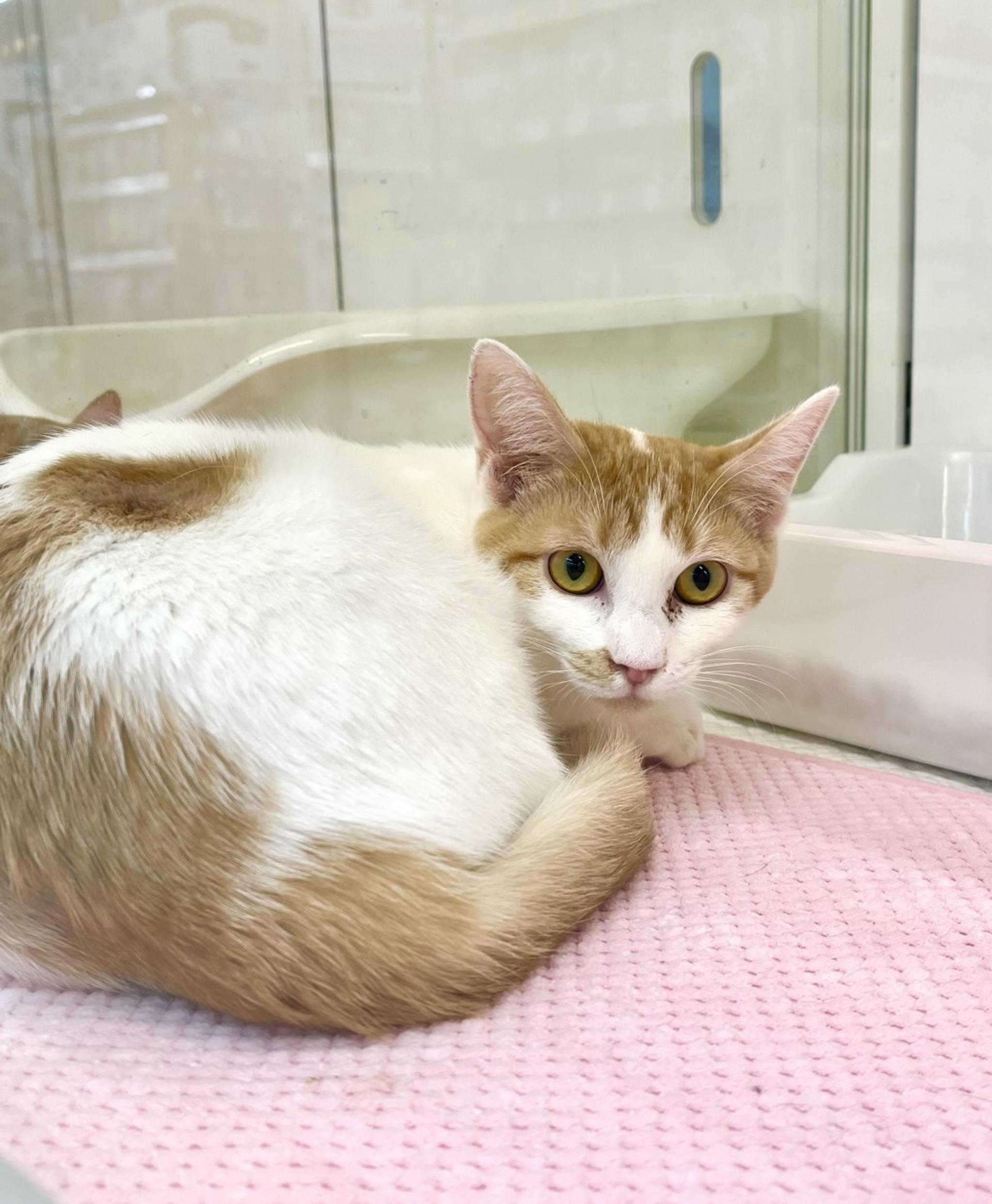 pet-image-3