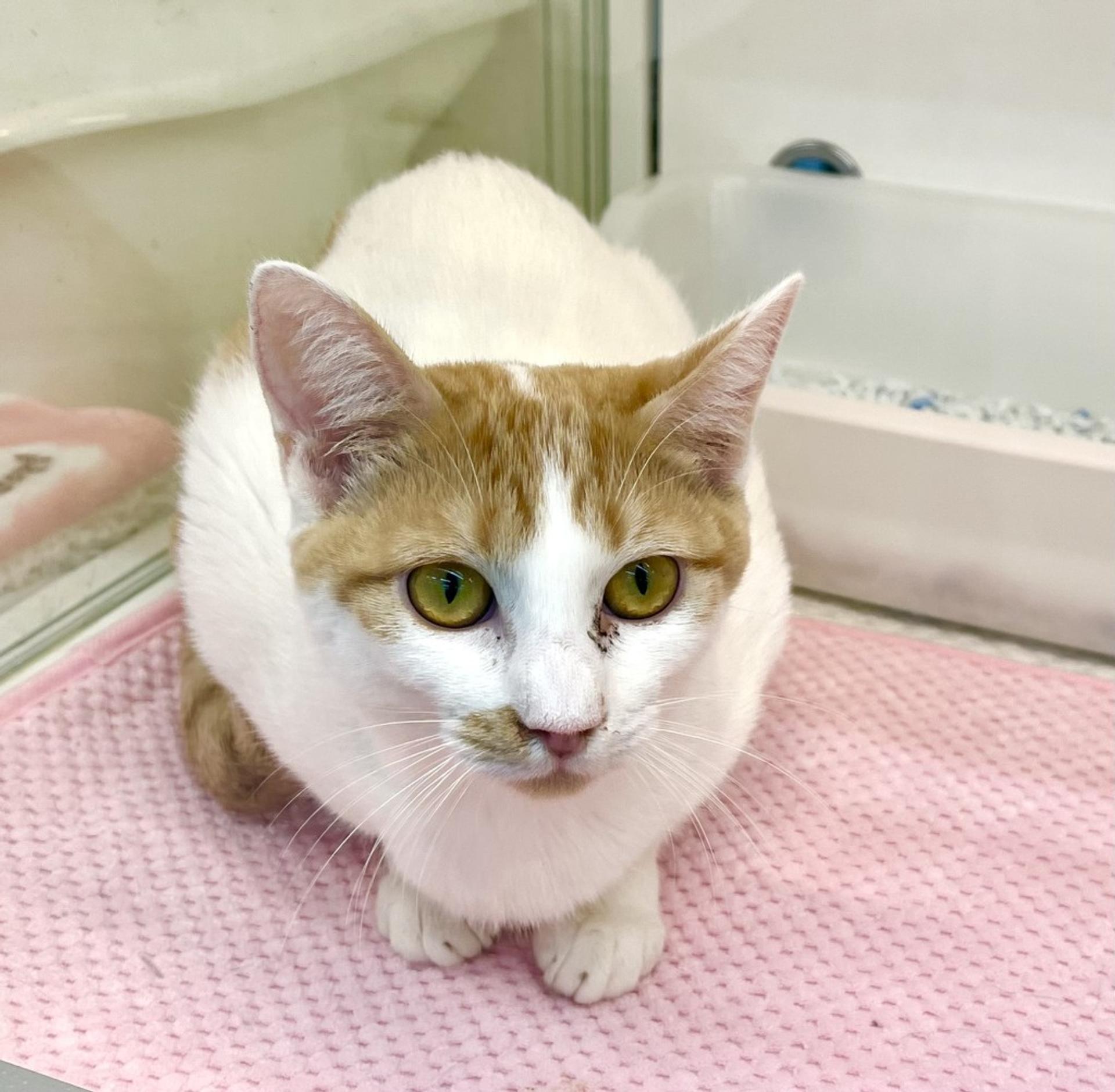 pet-image-4