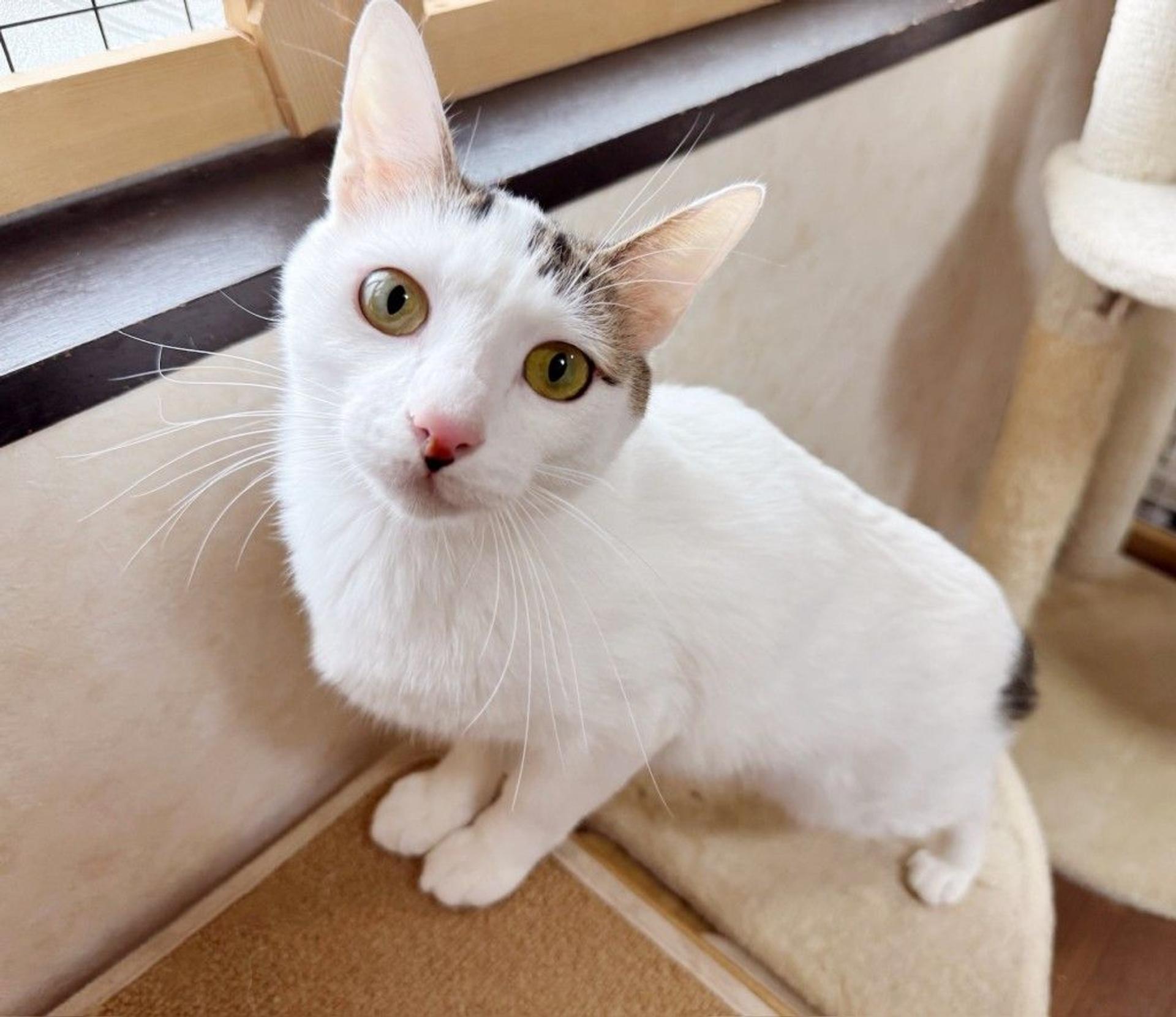 pet-image-2