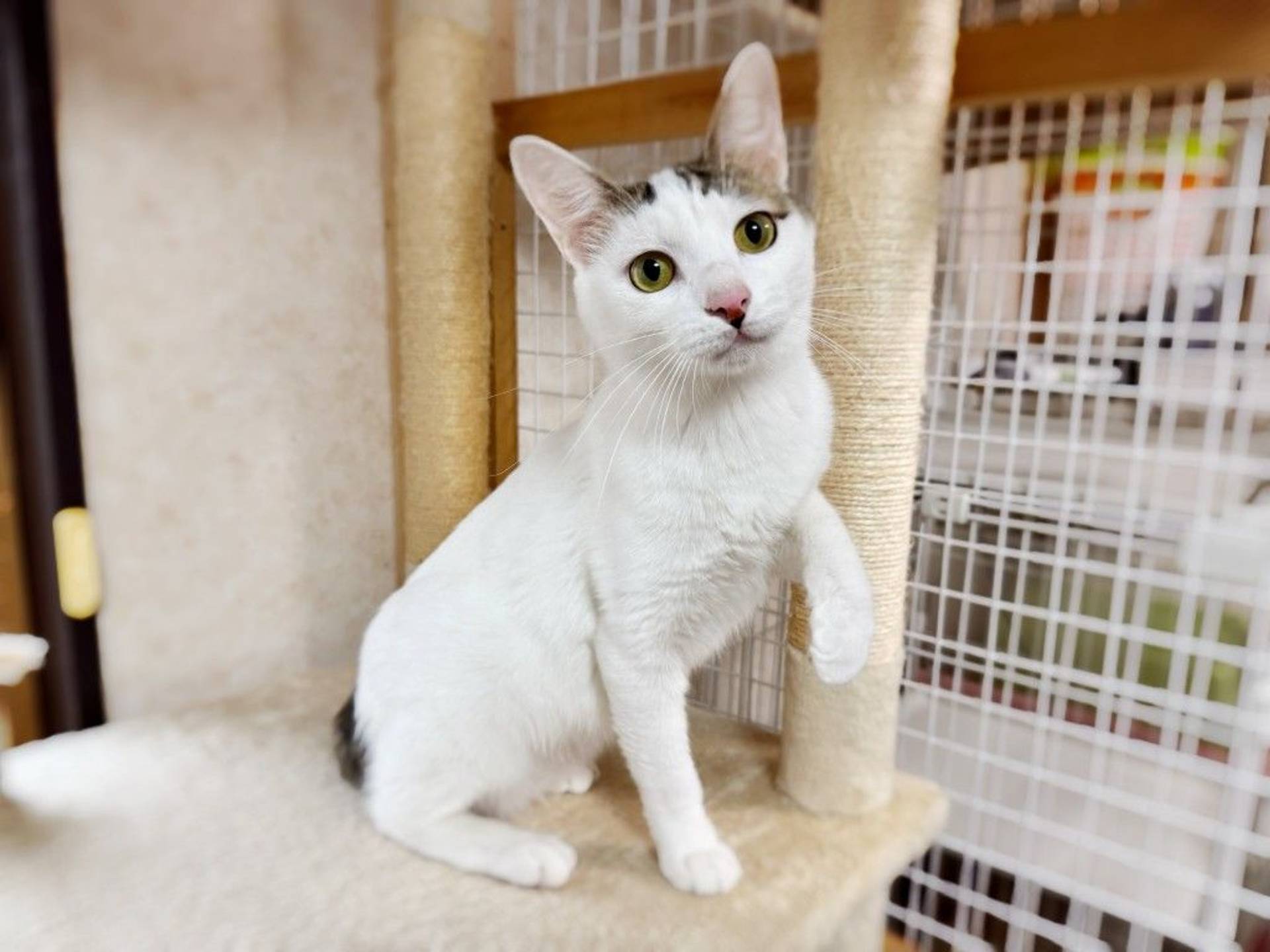雑種（ミックス猫）・オスの里親募集の写真