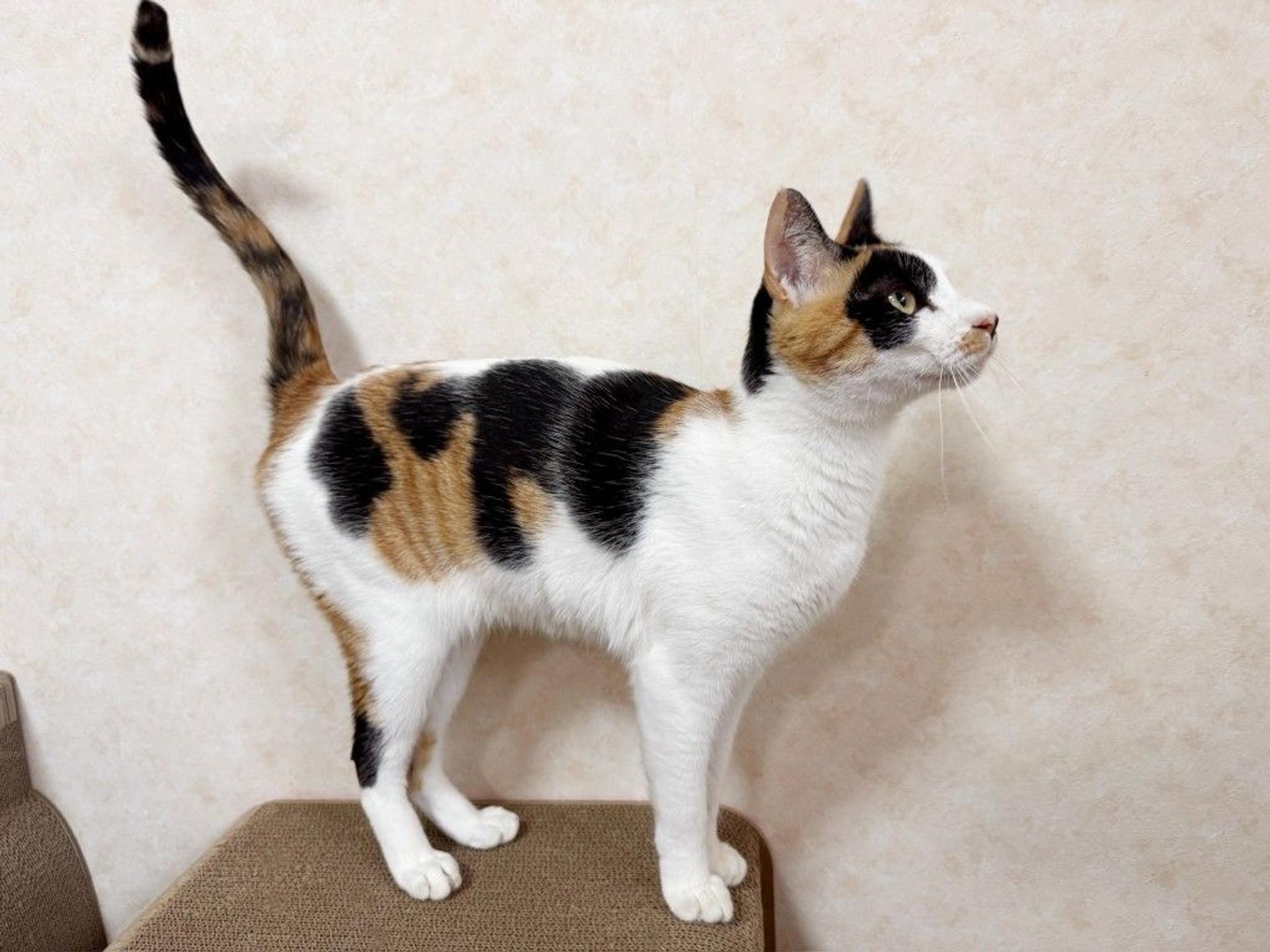 pet-image-3