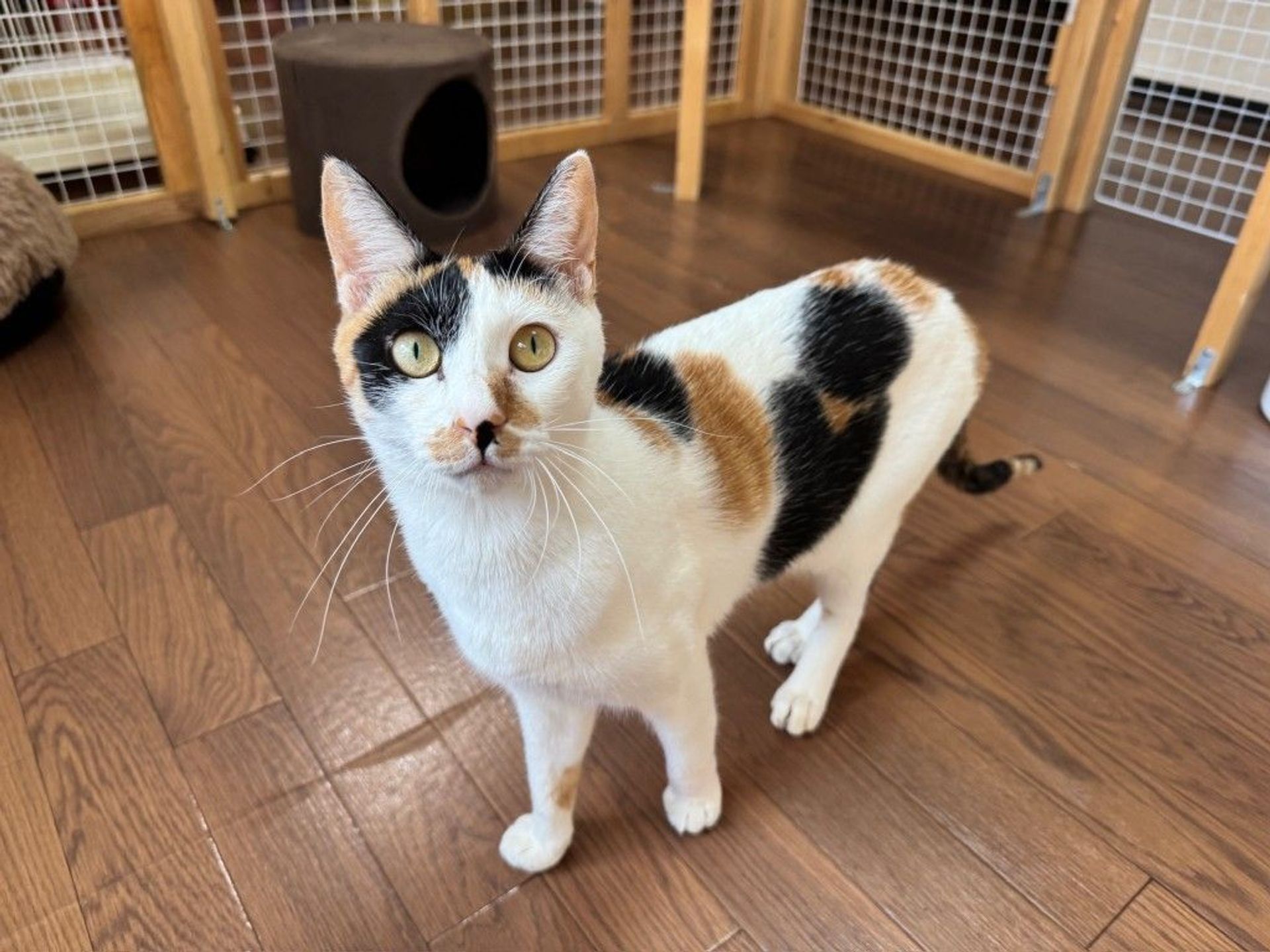 雑種（ミックス猫）・メスの里親募集の写真