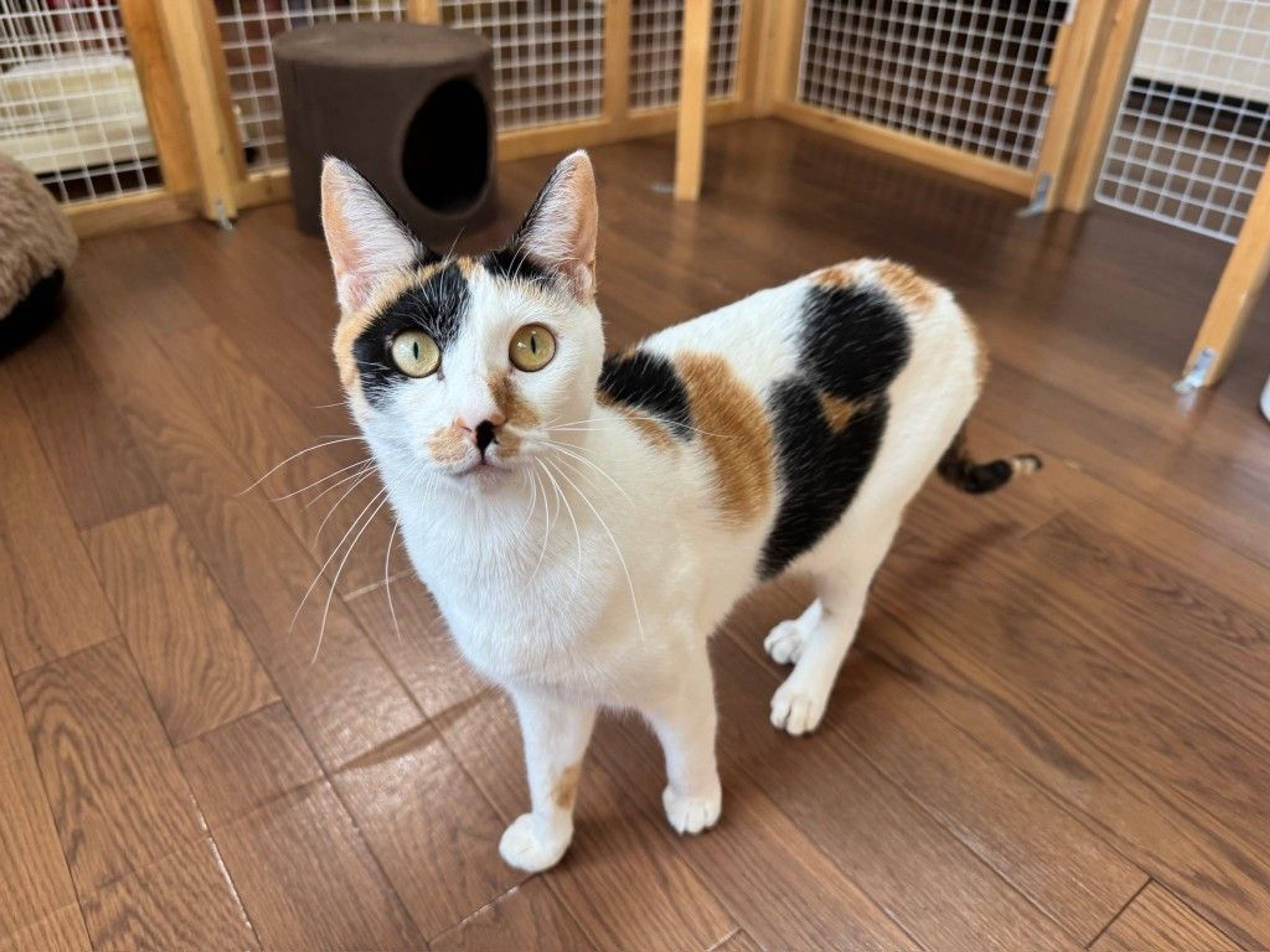 雑種（ミックス猫）・メスの里親募集の写真