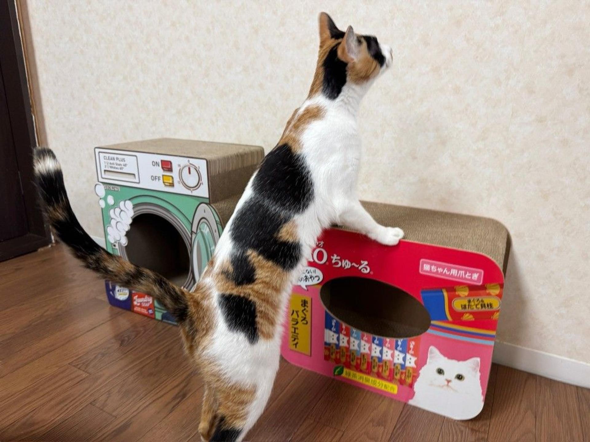 pet-image-6